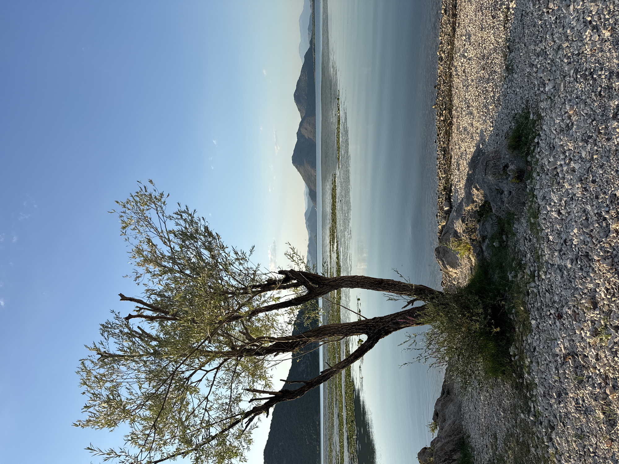 A tranquil scene unfolds at the edge of a large body of water, likely Skadar Lake in Seoca, Montenegro. The foreground is dominated by a gravelly shore, with scattered rocks and patches of green grass. A lone tree, with a textured bark and sparse foliage, stands prominently on the left, its branches reaching towards the clear blue sky. The water's surface is calm and reflective, mirroring the distant, hazy mountains that form the horizon. Patches of water lilies or similar aquatic plants dot the middle ground of the water. The sky is a serene, cloudless blue, suggesting a clear and peaceful day.