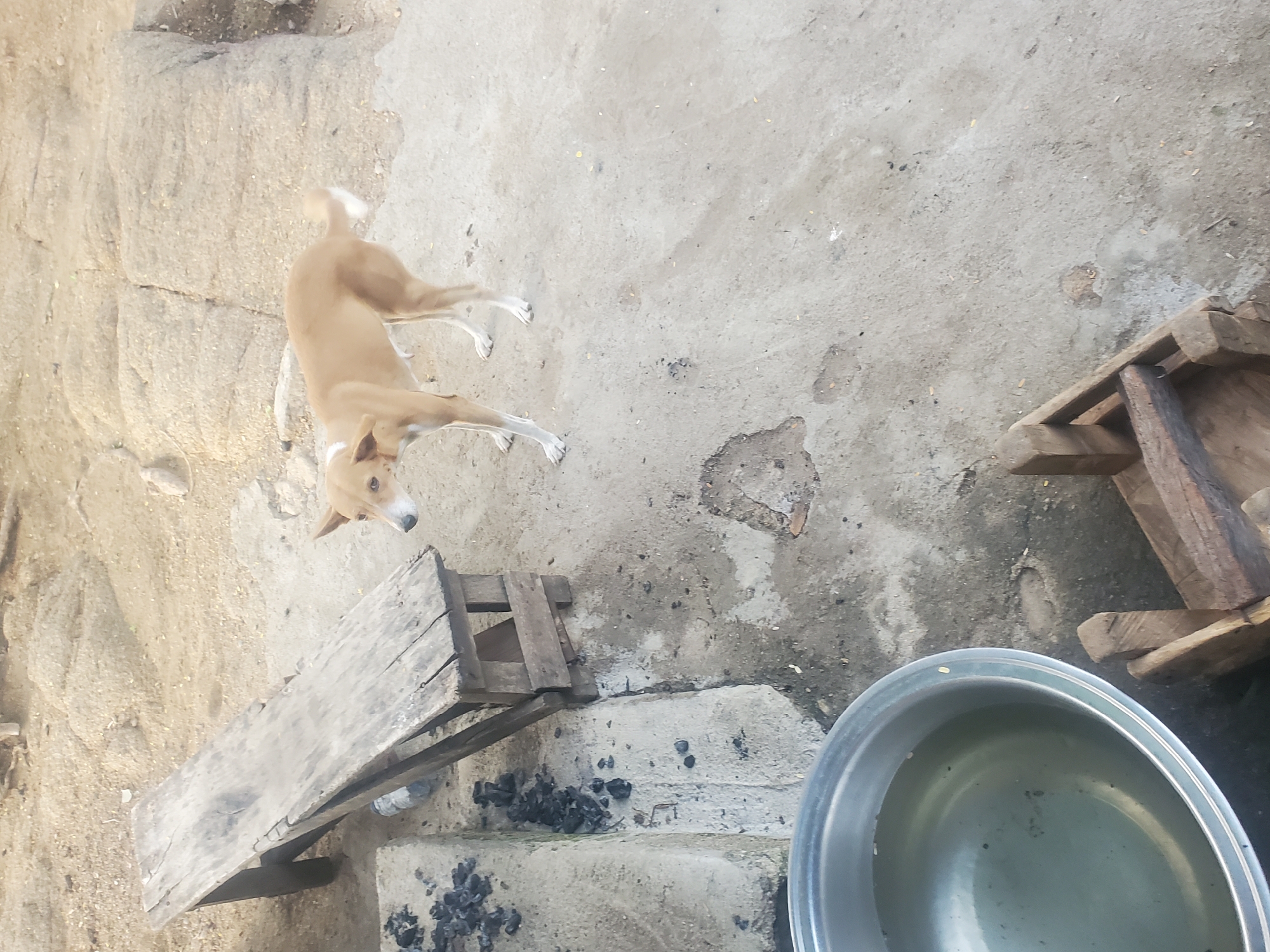 A tan dog stands on a concrete surface next to a wooden bench. To the left of the bench, charcoal pieces are scattered on a concrete step. In the foreground, a metal basin filled with water is visible, with a wooden object to its right. The background consists of sandy ground and rocks. The scene appears to be outdoors in an area that is likely a yard or a rural setting.