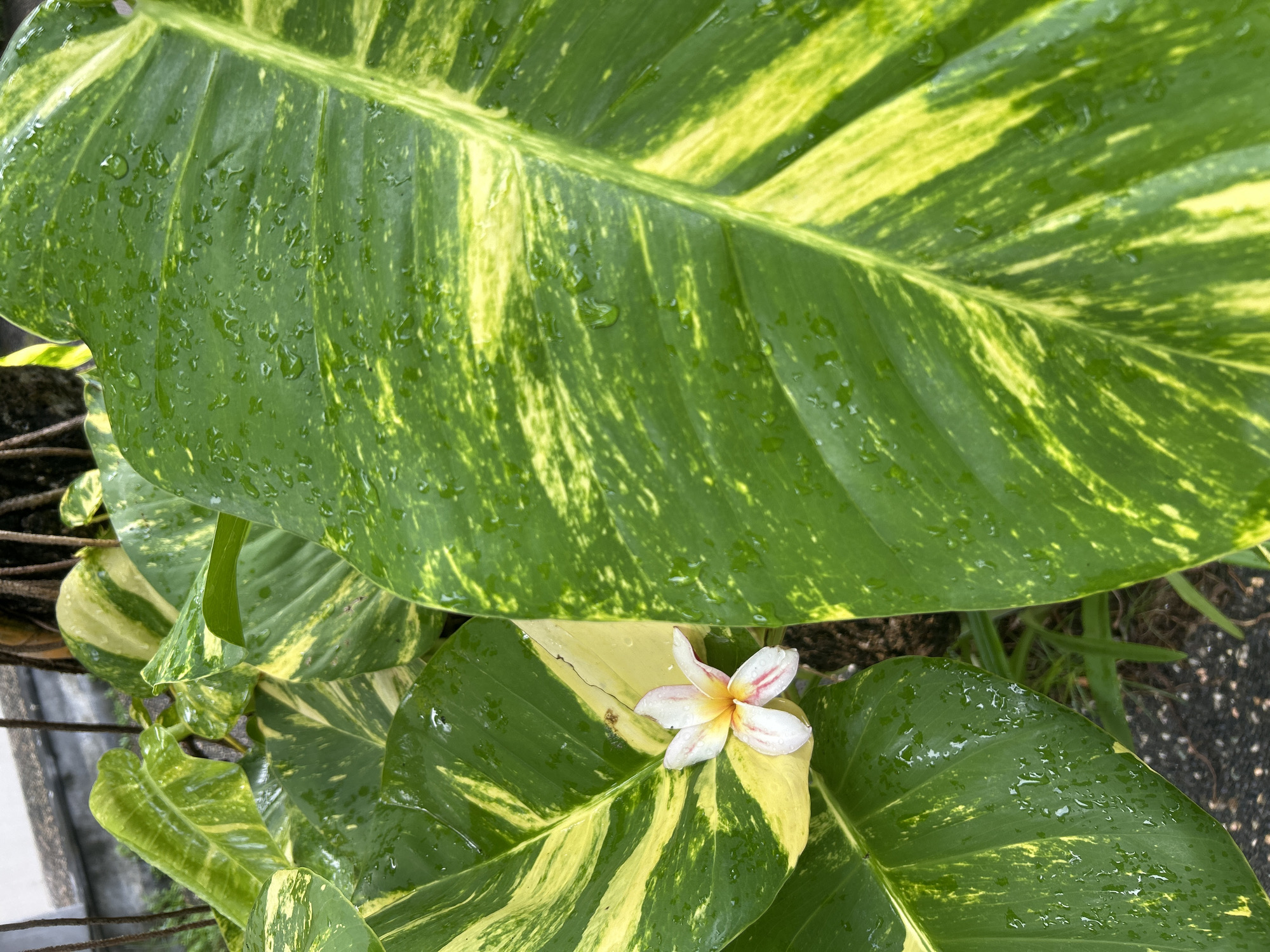 The photograph, likely taken in Kuta Selatan, Indonesia, depicts a close-up of variegated Monstera leaves covered in raindrops. A fallen plumeria flower rests on one of the lower leaves. The leaves are primarily green with streaks of yellow variegation. The flower is white with a yellowish center and faint red lines on the petals. A partial view of a rusted metal structure is visible in the background on the left side of the image. The scene suggests a recent rainfall in a tropical environment.