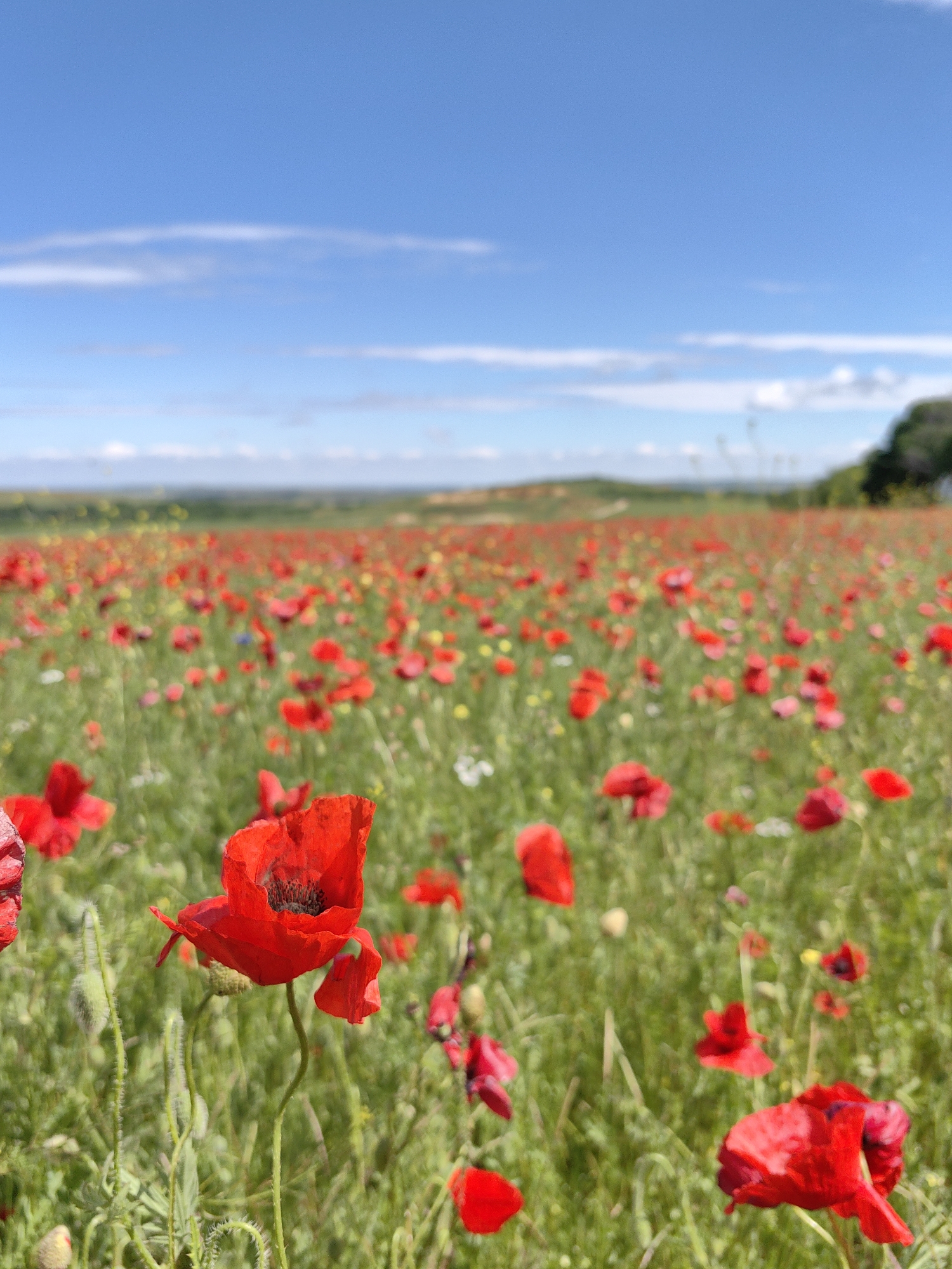The image shows a field of red poppies in Ароматновское сельское поселение, Ukraine. The field stretches into the distance under a blue sky with scattered clouds. A cluster of trees is visible on the right horizon. In the foreground, several poppies are in sharp focus, while the background appears blurred. The field also contains some green grass and a few white wildflowers, though the dominant color is red. There are no people visible.