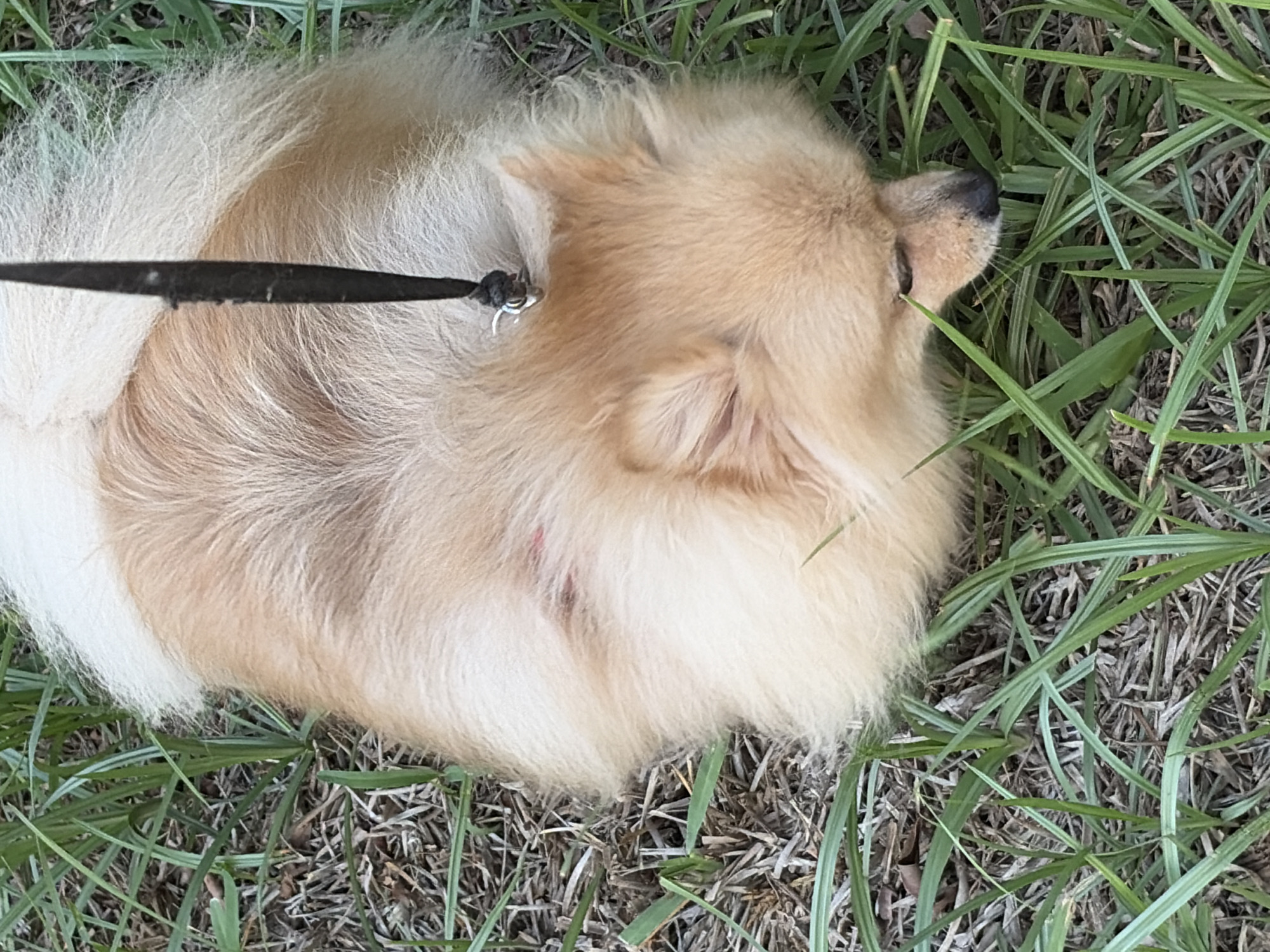 An overhead shot shows a small, fluffy, tan-colored Pomeranian dog lying on its side on the ground. The dog has its eyes closed and its head resting downwards, its snout pointing towards the right of the frame. A black leash is attached to a silver ring on the dog's collar and extends upwards out of the frame. The dog is lying amidst a patch of dry grass and a few green blades of grass. A small, faint red mark is visible on the dog's back, near its hindquarters. The scene appears to be outdoors in an urban area, possibly a park or a sidewalk, based on the presence of grass and the general impression of a public space in Torrevieja, Spain.