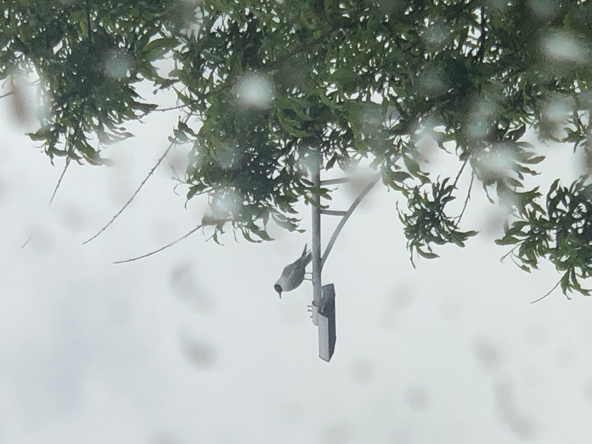 A single bird with gray and white plumage and a black head is perched on a street light pole against a bright, overcast sky. The bird is facing to the left. Green foliage from a tree is visible in the foreground and on the right side of the image, partially obscuring the view. The image appears to have been taken through a window with water droplets on it, creating soft, blurred spots. The scene is consistent with an outdoor urban environment in Petropavlovsk-Kamchatsky, Russia, likely during a rainy or misty day.