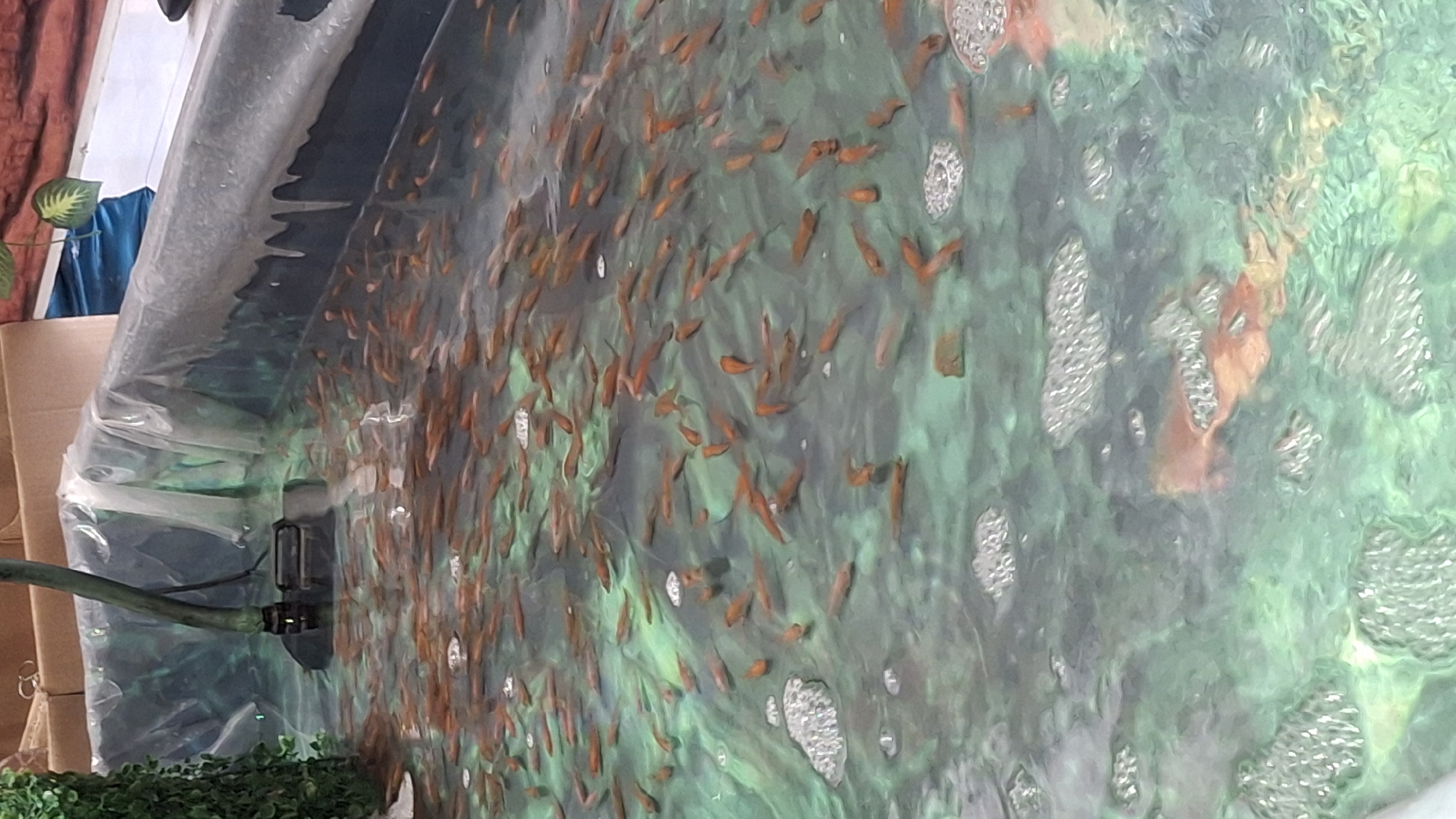 The image shows a large, shallow pond filled with numerous small, orange fish. The pond appears to be a temporary or constructed enclosure, lined with plastic sheeting. A black submersible pump with a green hose is visible in the upper left portion of the pond, likely used for filtration or circulation. The water has a greenish hue, and there are areas of foam and bubbles on the surface. The background is out of focus but suggests an indoor or covered setting with cardboard boxes and some greenery. There are no people visible in the image. The scene is consistent with a fish farm or a temporary holding tank for fish, potentially in an urban or commercial area. The specific location of Kecamatan Pati, Indonesia cannot be determined from the visual information provided in the image.