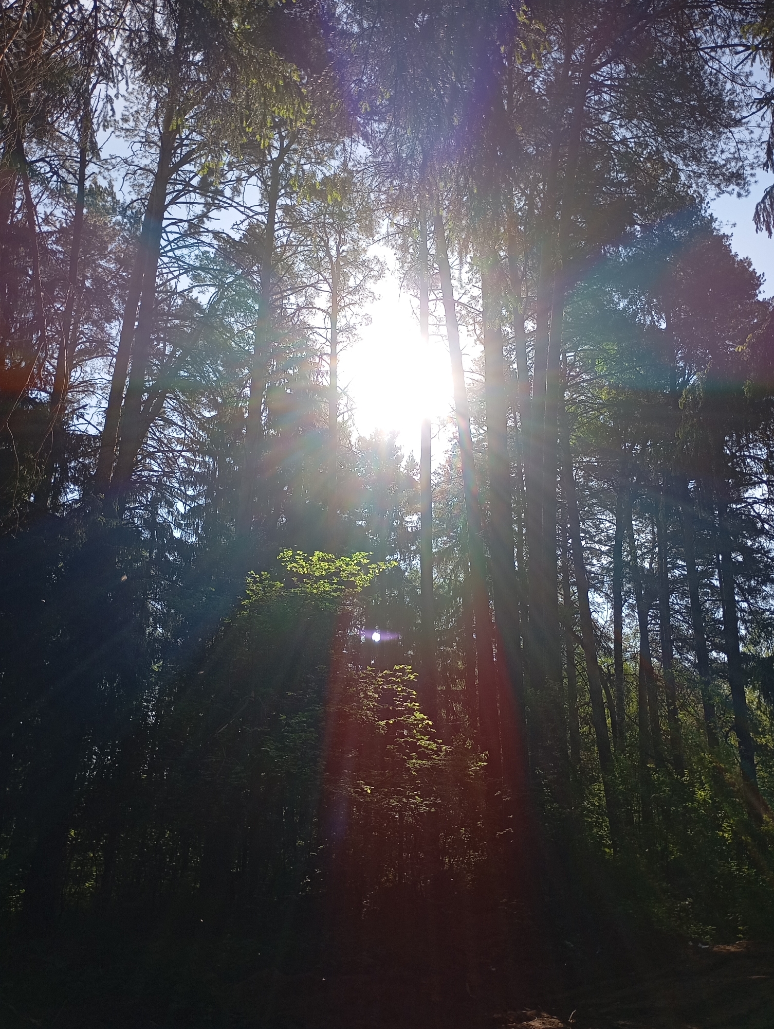 The image shows a dense forest with tall trees reaching up towards the sky. The sun is positioned directly overhead, creating a strong, bright light that penetrates through the canopy and casts long, dramatic rays and lens flares throughout the scene. The trees are a mix of evergreen and deciduous types, with varying shades of green foliage. Some smaller trees and shrubs are visible in the undergrowth, adding depth and complexity to the scene. The overall impression is one of natural beauty and tranquility. The location is not specified, and Unknown, Unknown, does not specify a particular location.