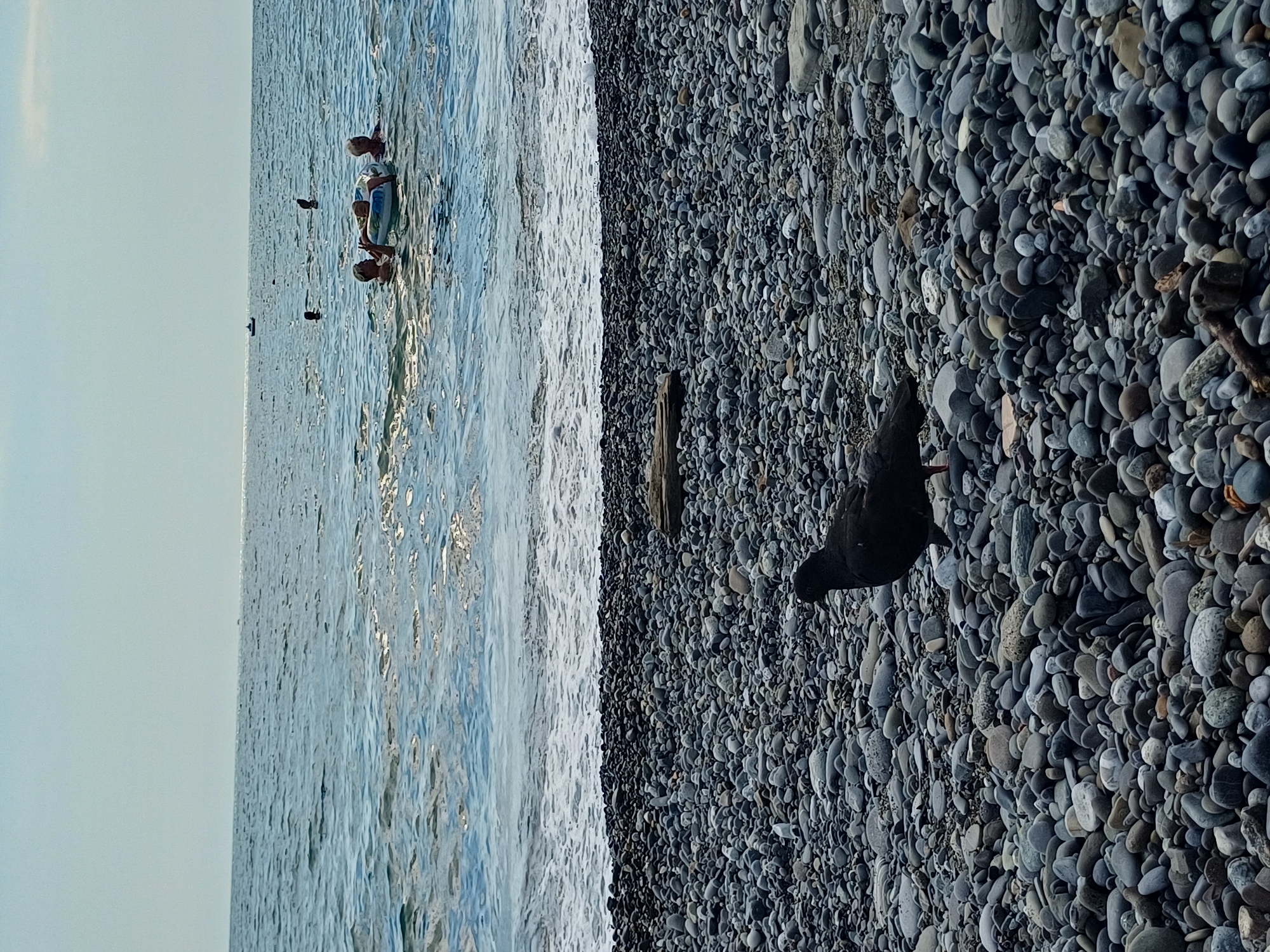 The image depicts a beach scene with people in the water and a bird on the shore. In the water, three individuals appear to be enjoying themselves, with one person lying on an inflatable tube. The water is calm and reflects the light, suggesting a clear day.
The beach is covered in smooth, grey pebbles, a characteristic feature of many Black Sea coastlines, including Sochi, Russia. A piece of driftwood rests on the pebbles near the waterline. A dark bird, possibly a pigeon, is also present on the pebble-covered shore, looking down as if foraging.
The lighting suggests it is daytime, likely afternoon, given the brightness and reflections on the water. The sky appears pale blue, hinting at fair weather. The scene evokes a sense of leisure and relaxation, with the sounds of gentle waves and the natural elements of a coastal environment. There is no visible text in the image.