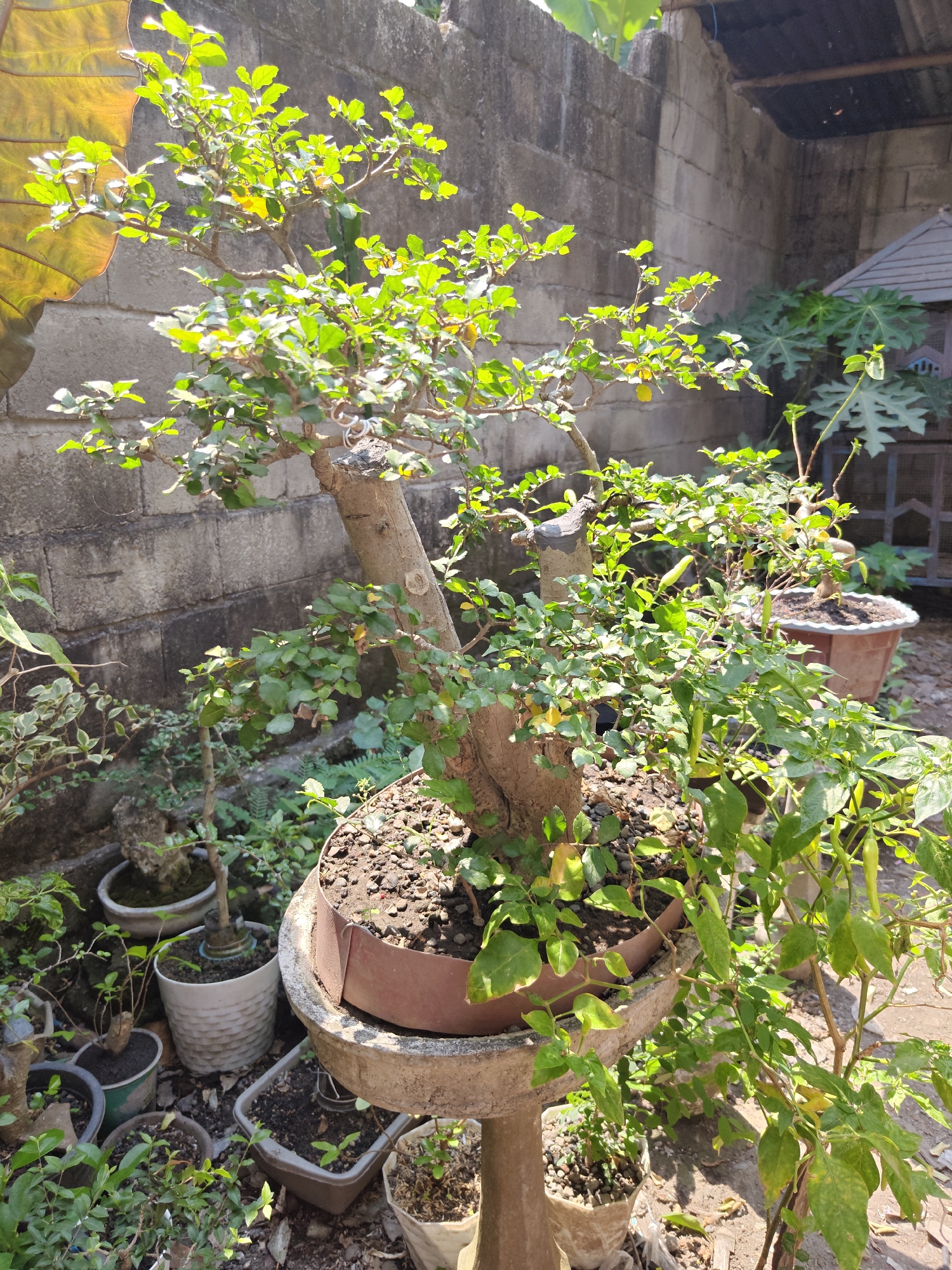 The image depicts an outdoor scene in Gumulan, Indonesia, focusing on a collection of potted plants. In the foreground, a bonsai tree with a thick trunk and abundant green leaves is prominently displayed in a textured, round planter. This planter rests on a pedestal. To the right of the bonsai, another plant with long, slender green peppers and leaves extends into the frame. Surrounding the main bonsai are several other potted plants of varying sizes and shapes, some containing smaller trees and others appearing to be in earlier stages of growth. The background features a weathered brick wall and a glimpse of a peaked wooden structure, possibly a birdhouse or small shelter. Sunlight casts shadows across the scene, highlighting the textures of the plants and the rough surfaces of the wall and planters. The ground is covered with loose soil, small stones, and fallen leaves.