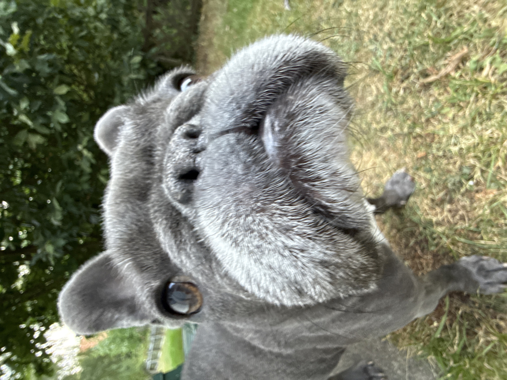 The image is a close-up, ground-level shot of a grey French bulldog standing on grass. The dog's face is the primary focus, with its dark eyes, wrinkled snout, and prominent whiskers clearly visible. The background consists of lush green foliage, suggesting an outdoor setting, possibly a garden or park. The lighting indicates it is daytime, with soft shadows. No people or any specific urban elements of Bad Sachsa, Germany are discernible in this image.