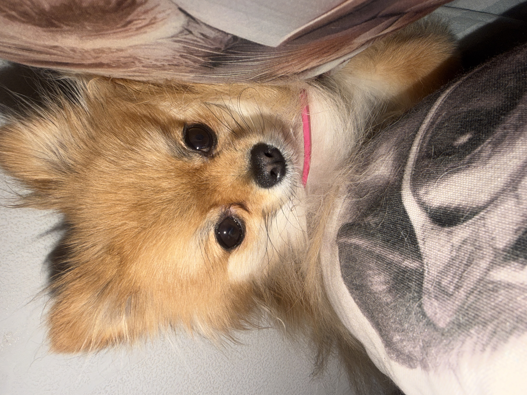 A small, fluffy dog, resembling a Pomeranian or Spitz type, is captured in a close-up, indoor shot. The dog has tan and cream-colored fur, large dark eyes, a small black nose, and delicate whiskers. It wears a thin pink collar around its neck. The dog is positioned on its back, with its head upside down relative to the viewer, looking directly into the camera with an attentive and curious expression.
The setting appears to be indoors, likely in a home in Chaikovsky, Russia, with the dog resting on soft furnishings. The background consists of patterned fabrics; one section is light brown with a subtle texture, while another is a grey and white textile, possibly a cushion or blanket, featuring a stylized print that resembles a face or skull. The lighting is soft and somewhat dim, highlighting the dog's fur and creating reflections in its dark eyes. No visible text is present in the image. The overall impression is one of a playful and engaging pet.