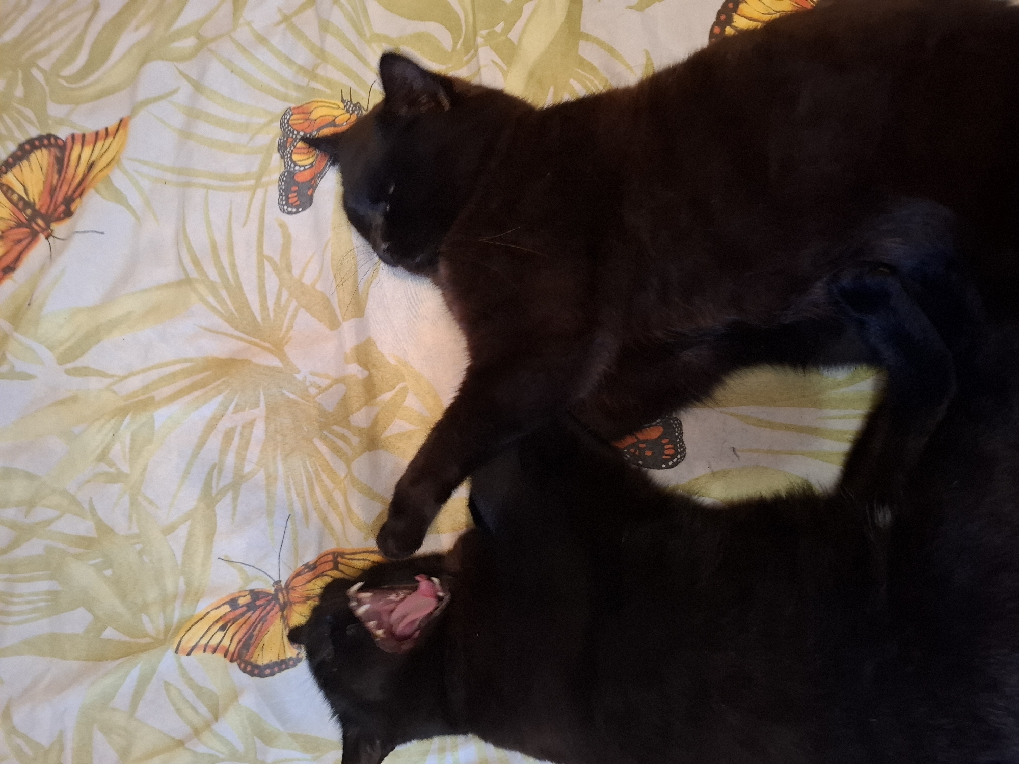 Two black cats are lying on a bedspread with a butterfly and leaf pattern. One cat is sleeping, while the other has its mouth open, possibly hissing or yawning. The location of Khlevnoye, Russia, is not relevant to the image content.