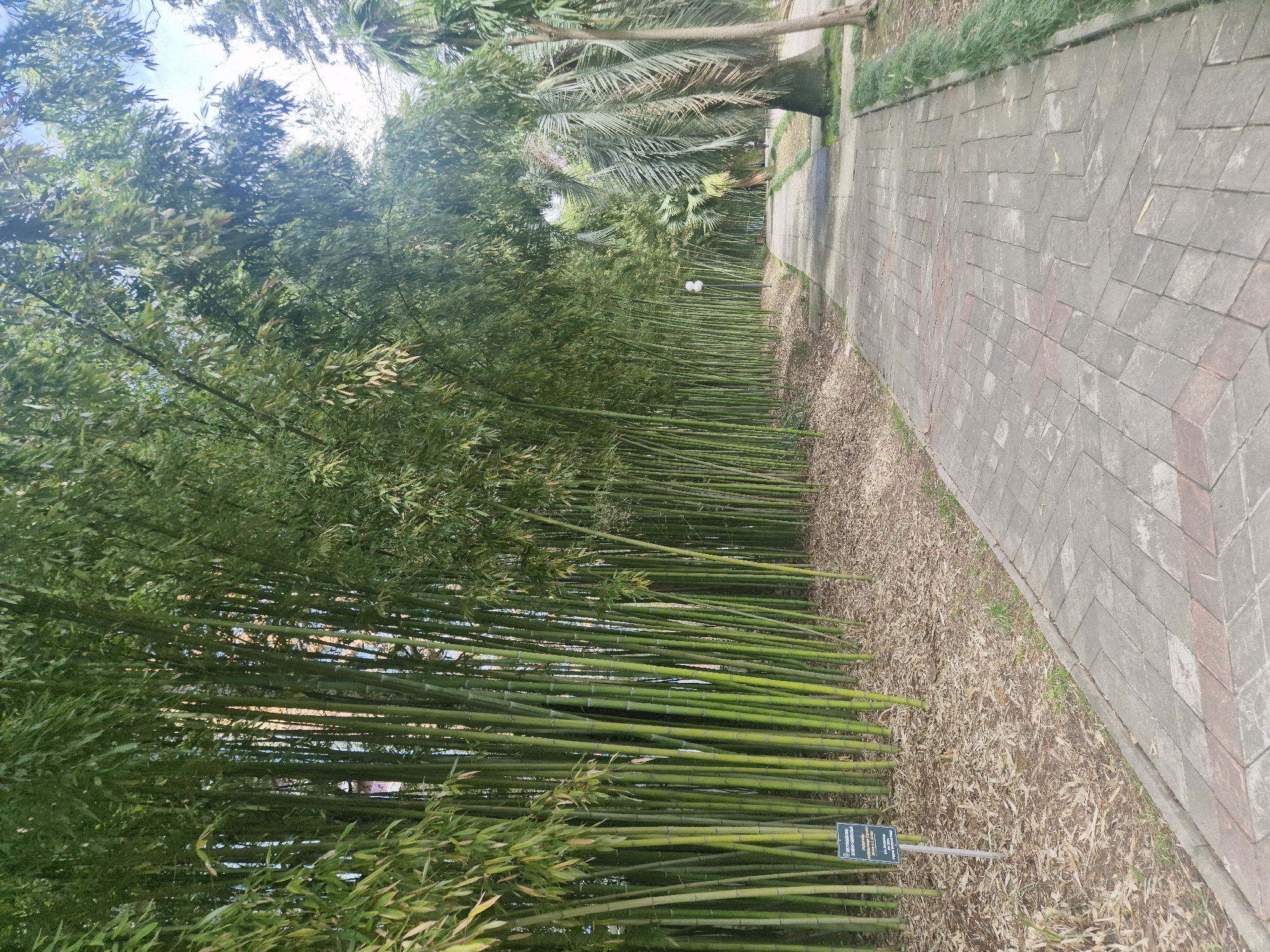 The image depicts a dense bamboo forest alongside a paved pathway. The location is likely in Sochi, Russia, given the user prompt. The bamboo stalks are predominantly green, forming a wall of vegetation. Fallen bamboo leaves cover the ground between the path and the bamboo. The pathway is made of interlocking concrete pavers in gray tones, with red brick accents. The path leads into the distance, with sparse trees beyond. The overall environment is one of a botanical garden or park, showcasing bamboo as a cultivated species. A sign is visible among the bamboo stalks near the path.