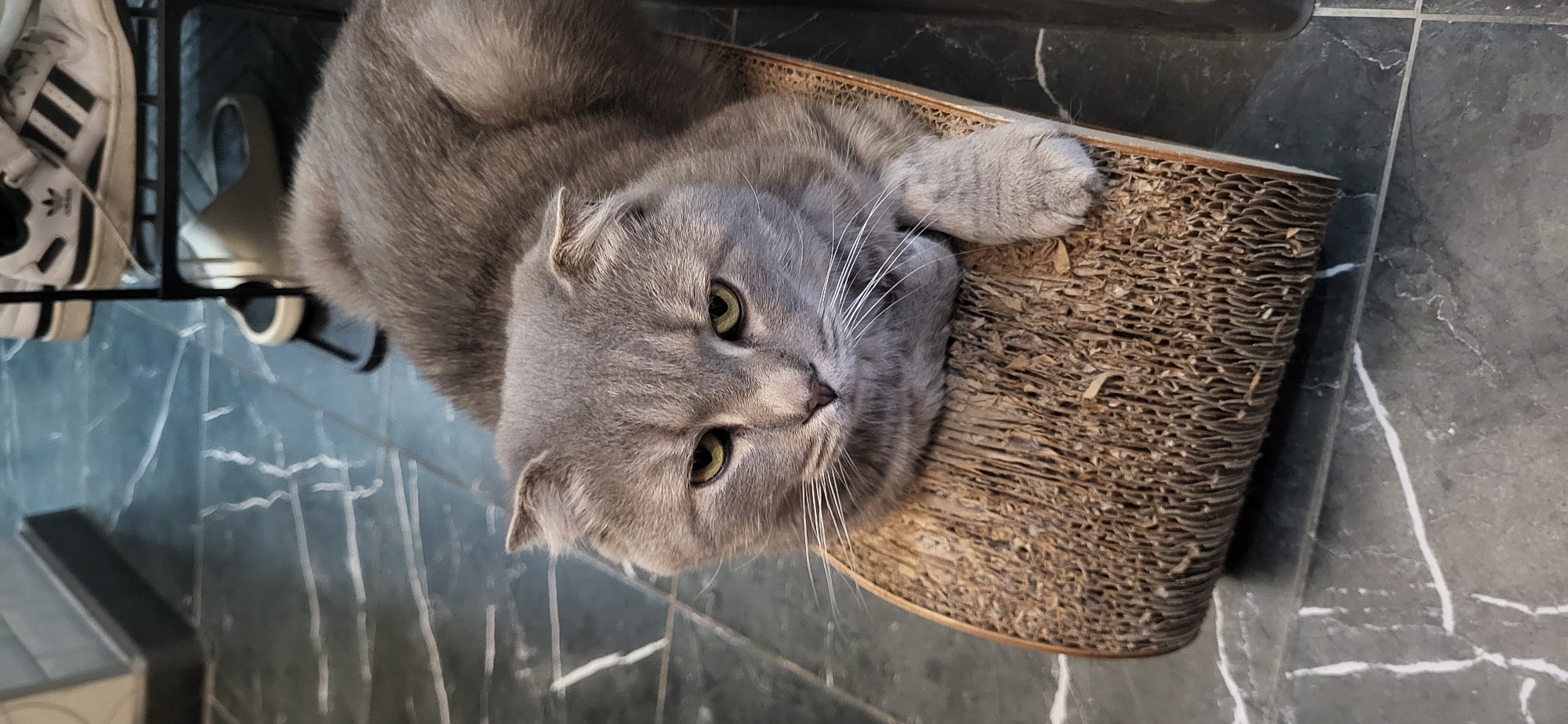 A gray Scottish Fold cat is lying on a corrugated cardboard cat scratcher. The cat has yellow eyes and a relaxed expression. Behind the cat is a shoe rack with a pair of Adidas sneakers on the top shelf. The floor is tiled with gray marble. The location is unknown, but the description does not support Moscow, Russia.