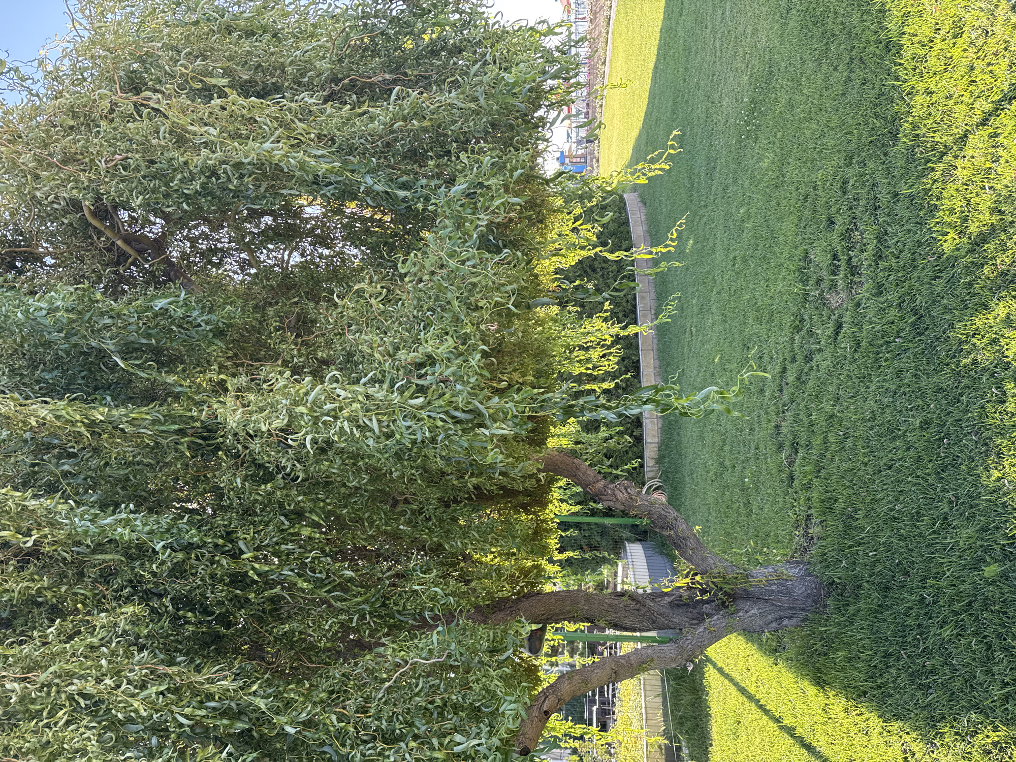 A large, mature weeping willow tree stands in a grassy area. The tree has a thick, textured trunk that splits into several large branches. Its branches are covered in numerous long, thin, green leaves that cascade downwards, creating a curtain-like effect. Sunlight filters through the leaves, casting dappled shadows on the vibrant green grass below. In the background, a light-colored fence and some distant structures are visible. The overall scene suggests an outdoor setting, possibly a park or garden, in Sary-Oy, Kyrgyzstan.