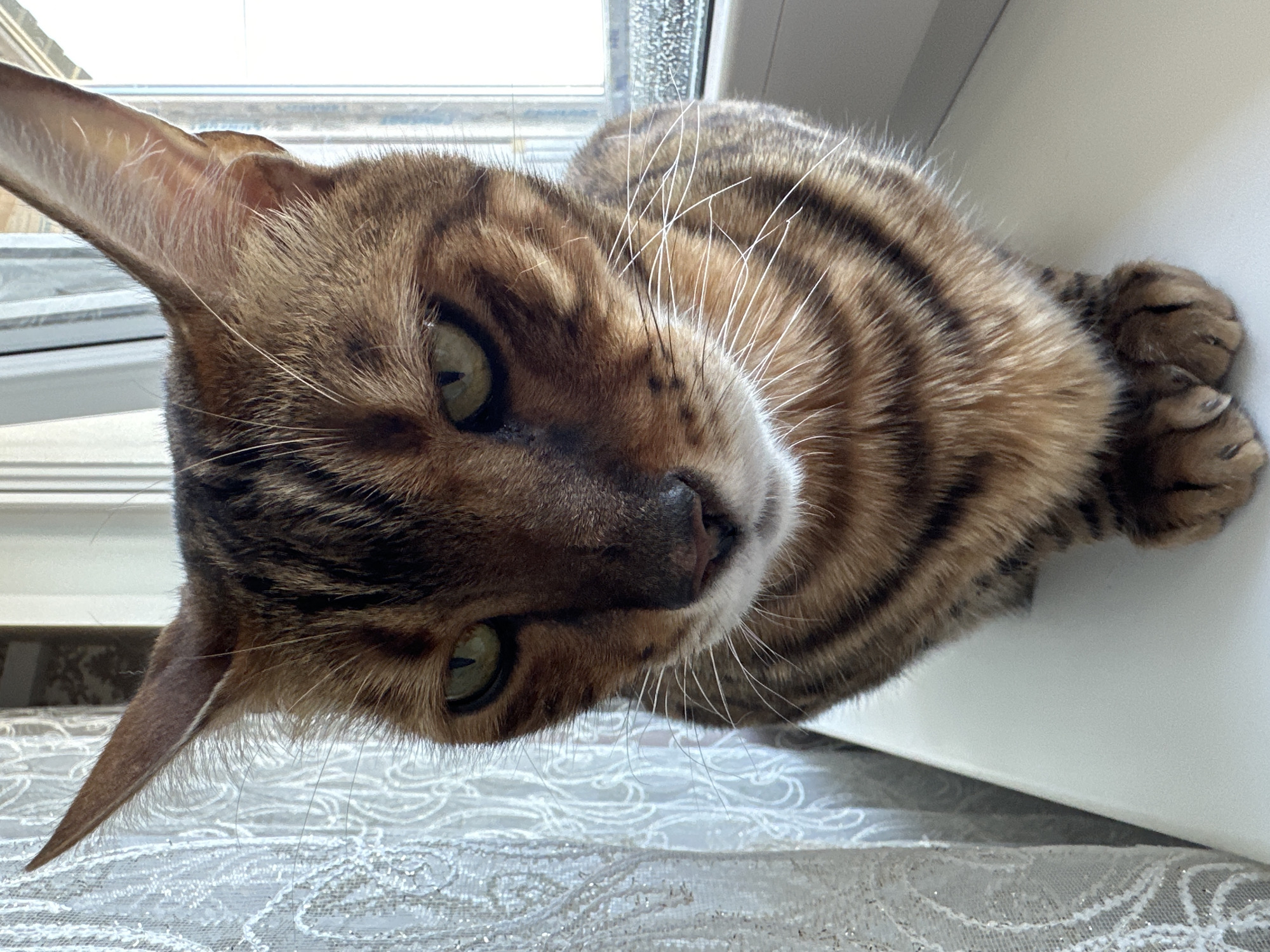 A close-up, eye-level shot shows a Bengal cat sitting on a white windowsill. The cat faces the camera with its paws tucked neatly in front. Its fur is a mix of brown and black stripes, characteristic of the breed. The cat's eyes are a vibrant green, and it has prominent white whiskers. Behind the cat, a sheer white lace curtain is visible on the left, and a window with condensation on the glass is on the right. The lighting appears to be natural daylight from the window. The scene is set indoors, likely in a residential environment. No specific landmarks or details suggest a location in Energetik, Russia.