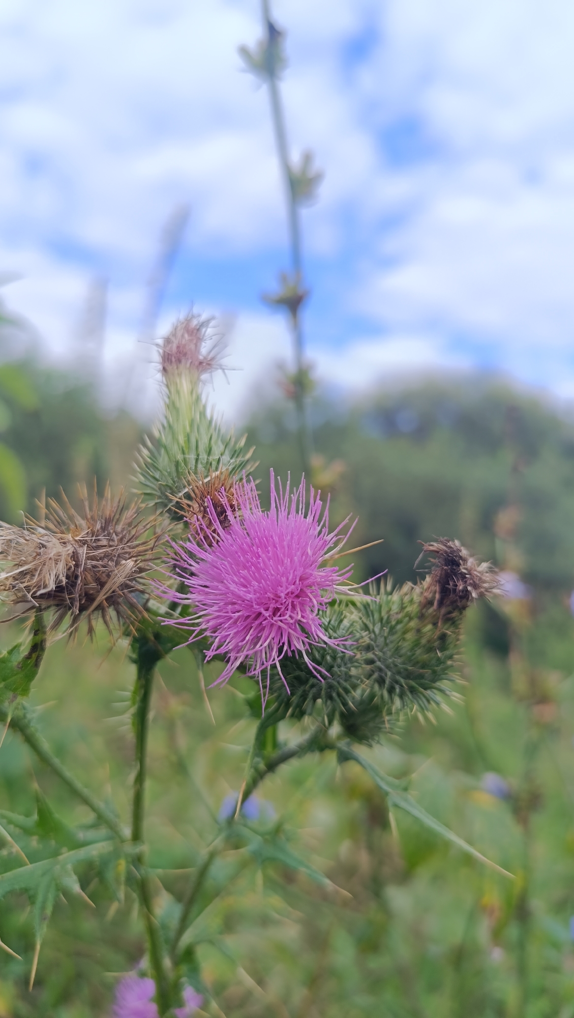 This image shows a close-up view of a thistle plant with a bright pink flower in the foreground. The flower is surrounded by prickly green and brown seed heads, indicating the plant is in various stages of its life cycle. The background is softly blurred, showing a field of green foliage, trees, and a blue sky with scattered white clouds. There are no people or man-made structures visible in the image. The location is not specified as Karsha, Russia.