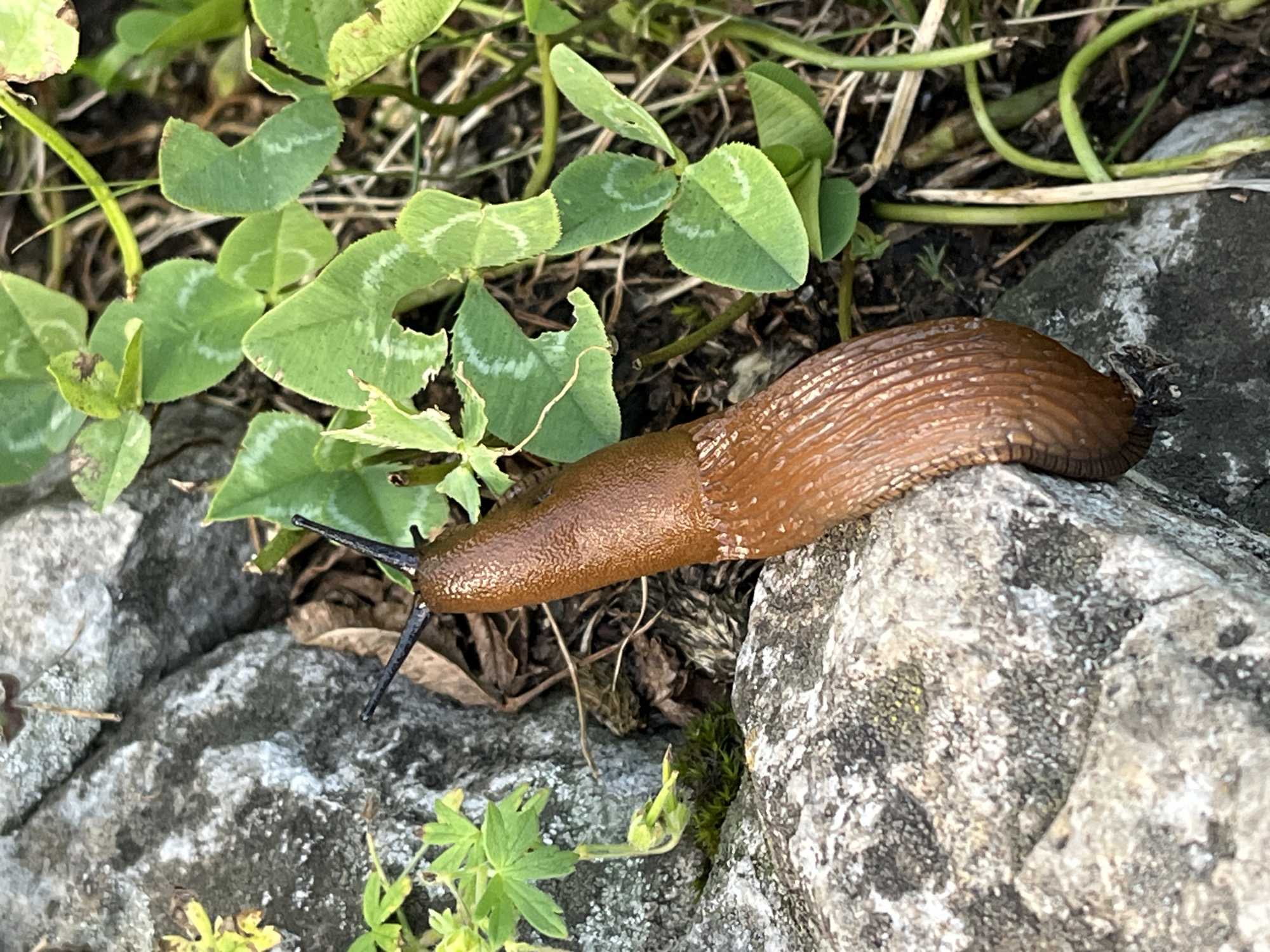 A close-up, eye-level shot captures a brown slug as it moves along a rock. The slug, positioned diagonally in the center of the frame, is the primary subject. Its slimy body is a rich brown color and exhibits a ribbed texture. Two black antennae extend from its head, pointing upwards and slightly forward. The slug is situated on a large, light gray rock that takes up the left side of the image. This rock appears weathered and textured, with some darker patches and a hint of moss. To the right of the slug, lush green clover leaves with distinctive markings are visible, interspersed with dry grass and brown leaves on the ground. The background is slightly out of focus, emphasizing the slug and its immediate surroundings. The lighting suggests it is daytime, with natural light illuminating the scene. The image is devoid of any human presence or activity. This scene is consistent with the natural environment found in areas like the Dzhana-Kola National Park, located in the vicinity of Kislovodsk, Russia, where such flora and fauna are common.