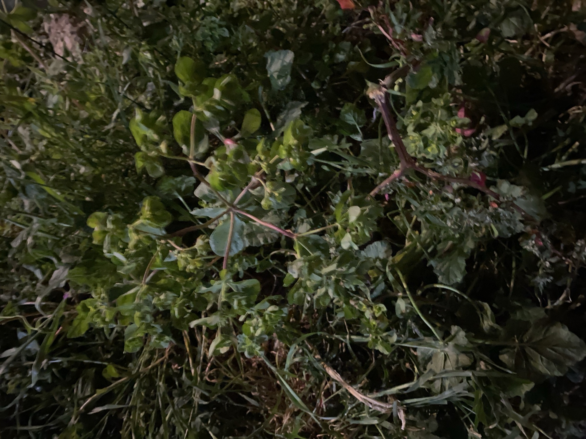 The image shows a dense patch of vegetation. The plants appear to be a mix of broadleaf weeds and grasses. The lighting is poor, indicating it is likely night or a dimly lit area. No people, animals, or identifiable objects are visible. The precise location within Budva, Montenegro, cannot be determined from the image. There is no evidence of specific actions or interactions.