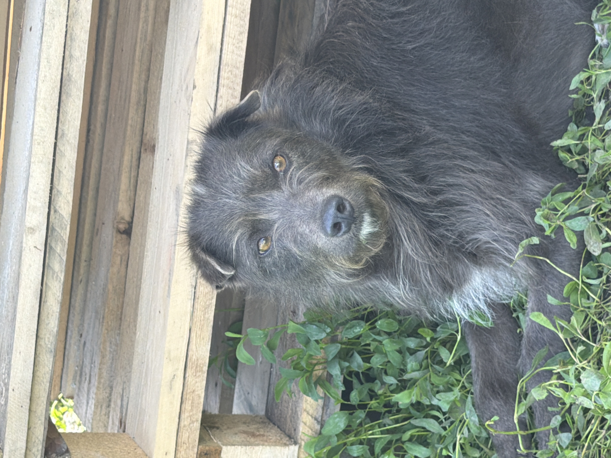 A gray, shaggy-haired dog with amber eyes lies in a partially enclosed space created by wooden slats. Green foliage surrounds the dog on one side. The setting is an unidentified location in the city of Leningradskaya, Russia.
