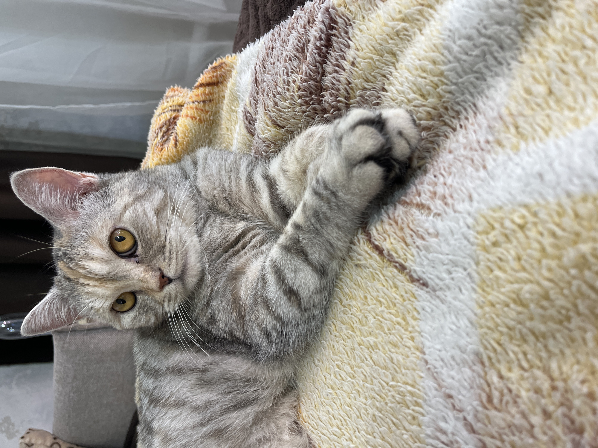 An eye-level, medium shot shows a silver tabby kitten lying on a colorful blanket. The kitten is facing left with its head turned to the viewer, its eyes wide open and focused. Its front paws are crossed and resting on the blanket. The blanket is a soft, textured fabric with alternating stripes of cream, yellow, and reddish-brown, and some darker brown sections. In the background, a light-colored couch is visible on the left, and a sheer white curtain hangs in the upper right corner. The lighting is soft and diffused, possibly from a window. The kitten appears calm and relaxed.