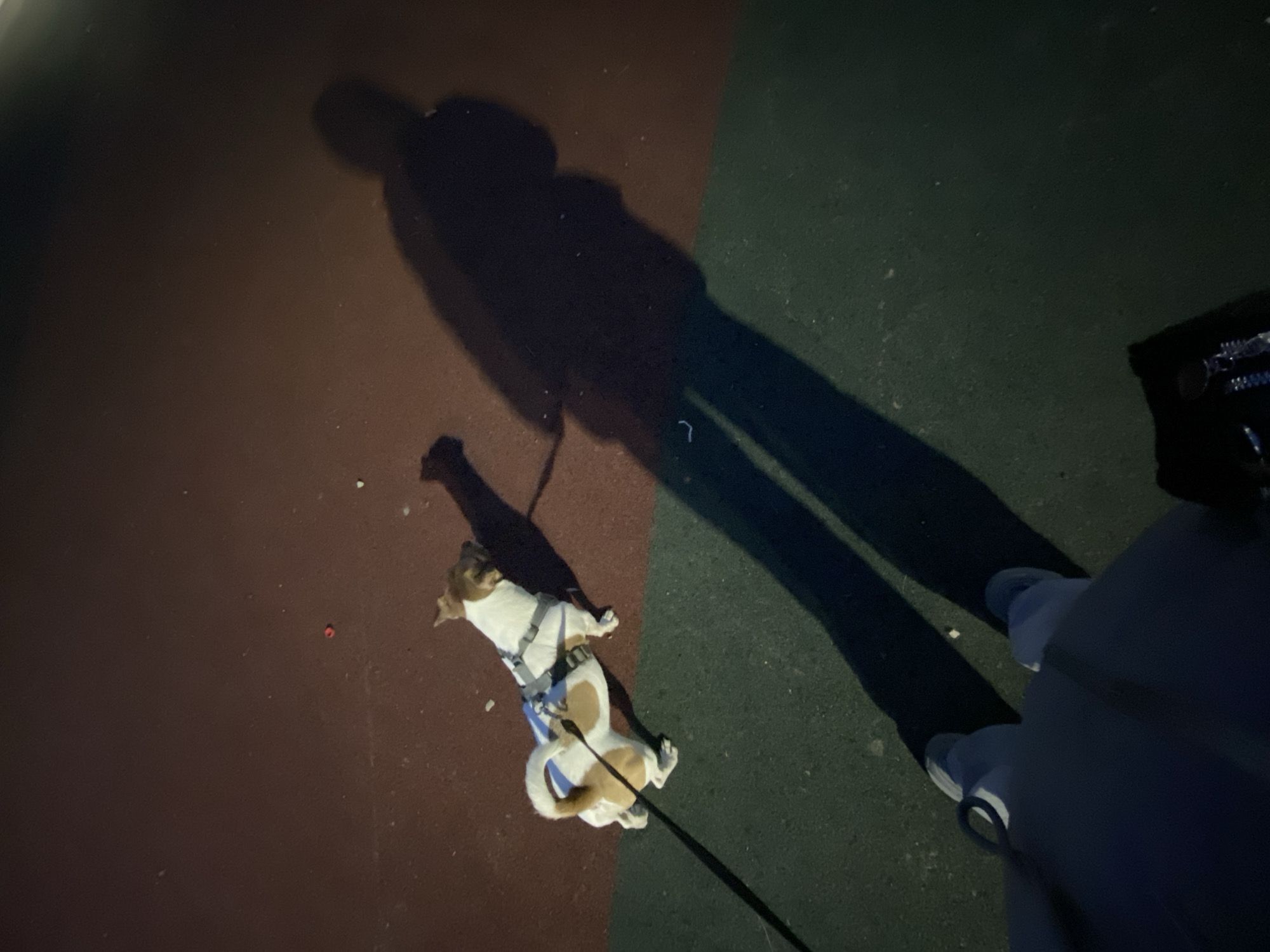 A low-angle shot depicts a person walking a dog at night on a surface that transitions from dark red to green. The dog is small and wearing a harness, and the person's lower body, including shoes and pants, are visible in the lower right corner. A long shadow cast by the person stretches across the surface, partially obscuring the dog. The location is unknown.