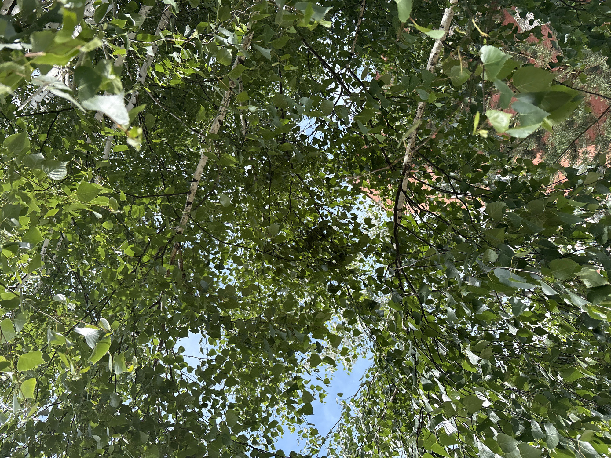 The image provides a low-angle, upward perspective into the dense, green canopy of a tree, strongly suggesting a birch tree due to its characteristic white bark and leaf shape. The scene is dominated by a multitude of vibrant green leaves, which show various shades as sunlight filters through them, creating bright highlights and softer shadows.
Interspersed among the foliage are segments of light blue sky, indicating clear or partly cloudy weather during the daytime. Several slender tree branches with distinctive white and dark markings are visible, confirming the birch species. In the background and through some gaps in the leaves, faint reddish-brown forms, possibly parts of a building or roof, can be subtly discerned, along with what appears to be darker, possibly coniferous, foliage.
There are no people or specific activities taking place. The image focuses solely on the natural elements of the tree canopy. The overall impression is one of natural beauty and tranquility on a bright day. No visible text is present in the media file. The location context for this image is Chaikovsky, Russia.
