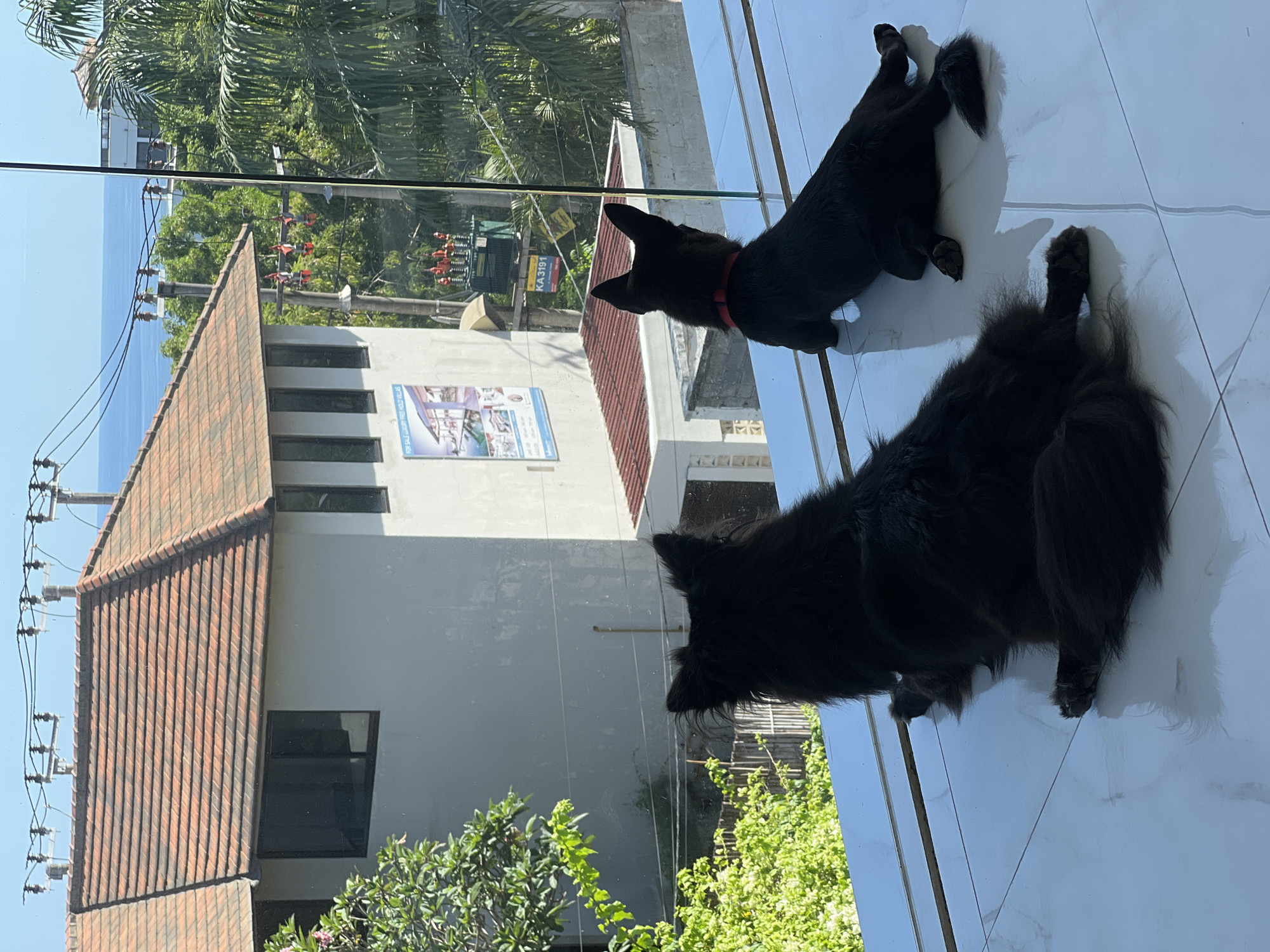 The image, taken in a bright, sunny daytime setting, shows two black dogs lying on a white tiled floor indoors, looking out through a large glass window. The larger black dog is in the foreground, while a smaller black dog, wearing a red collar, is positioned further back. Both dogs appear relaxed as they observe the outdoor scene.
Beyond the window, a coastal or tropical landscape unfolds under clear skies. In the distance, the calm, blue ocean is visible. Closer, a building with a reddish-brown tiled roof and grey walls stands, surrounded by green trees and palm foliage. Utility poles and power lines are prominent in the middle ground.
Notable details include a billboard-like sign on one of the buildings with the text "FOR SALE LUXURY FREEHOLD VILLAS." On a utility box or transformer, the alphanumeric text "KA3191" is visible. Strong sunlight casts clear shadows of the dogs on the white floor. One of the dogs has distinctive white markings on its hind legs and tail. The scene suggests a vantage point offering views of the sea and local architecture, likely in a warm climate.