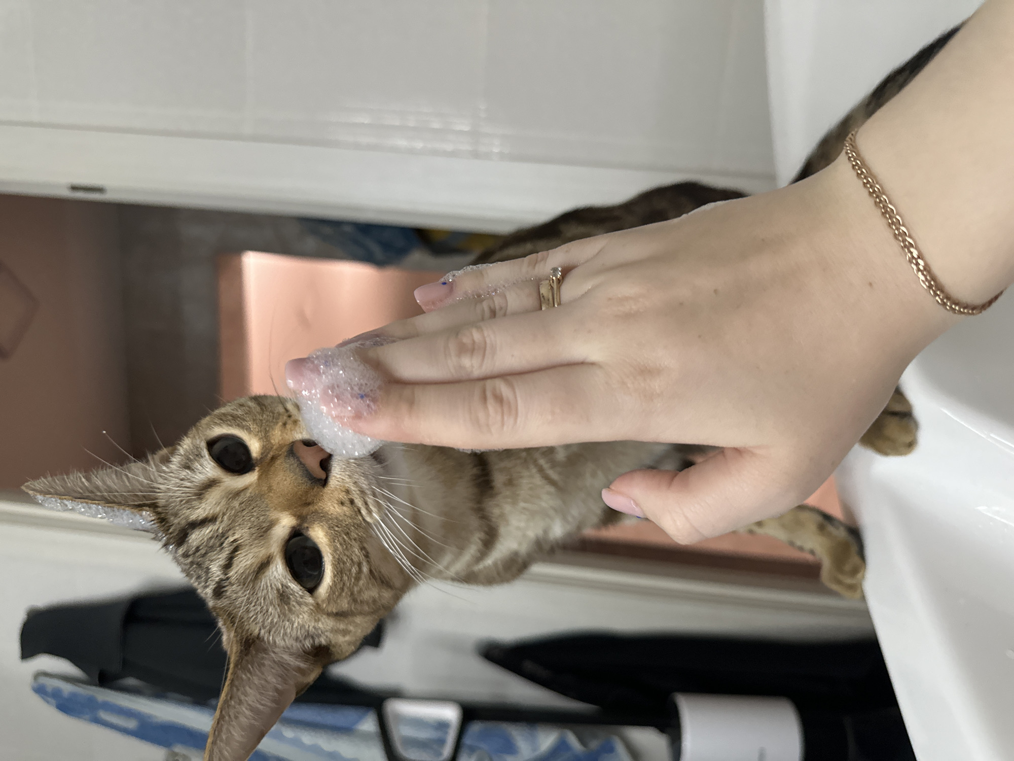 A domestic shorthair cat with brown and tan tabby markings stands on a white ceramic bathroom sink, in what appears to be a residence in Chaikovsky, Russia. The cat's large, dark eyes are fixed on a blob of white foam held by a human hand. Its nose is in direct contact with the foam. Small, sparkling particles are visible on the cat's right ear. The human hand, positioned in the foreground, has fair skin, nails painted with light pink polish, and a gold-colored ring with a clear stone on the ring finger. A gold-colored braided bracelet is worn on the wrist. In the background, a blue and white patterned object and a dark garment are visible hanging on the left, while a white door frame and a distant peach-colored wall are visible on the right.