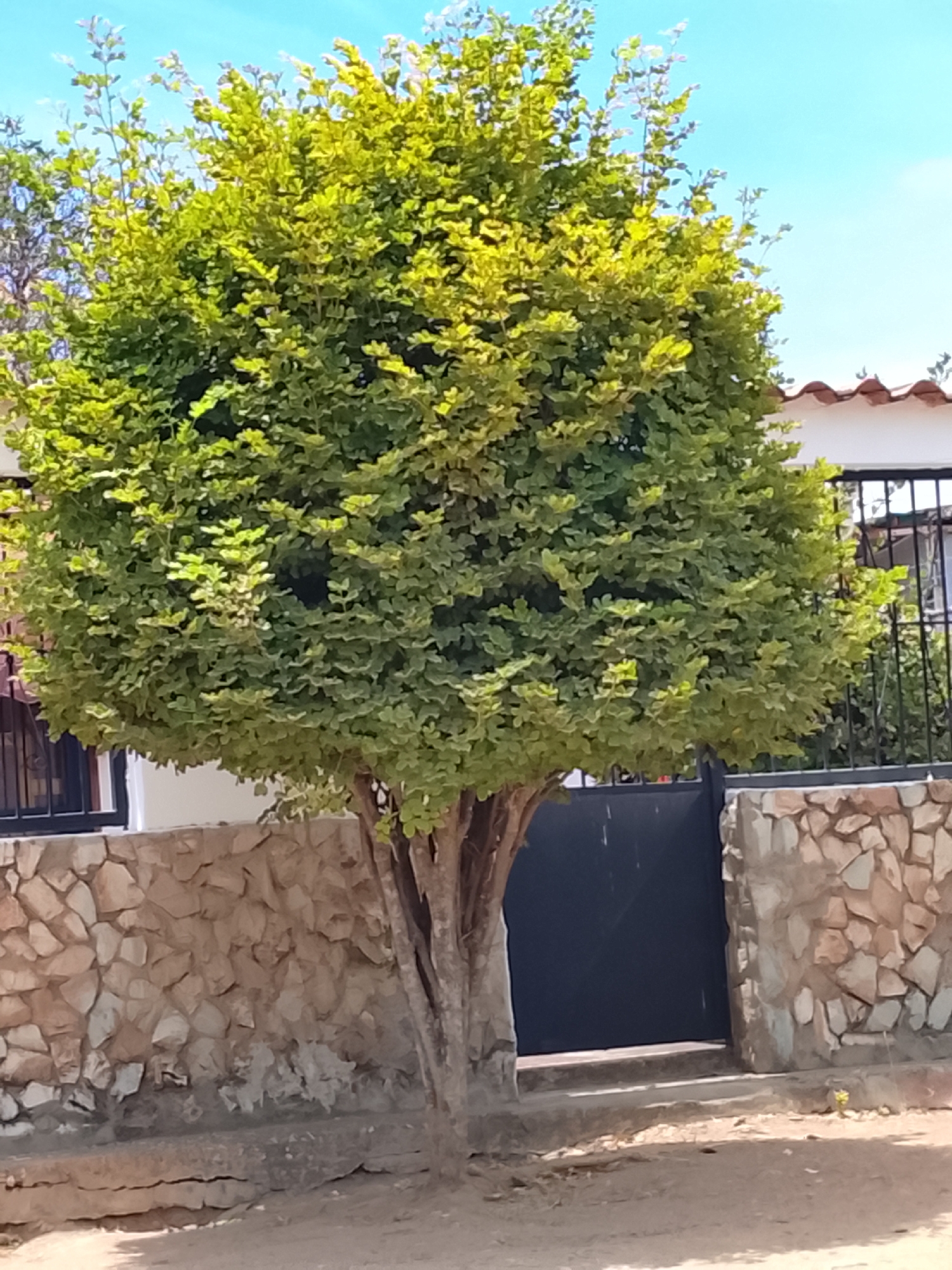 A daytime outdoor shot features a tree with dense, rounded green foliage, positioned in front of a stone wall and a dark metal gate. The tree's trunk has light brown bark and branches. The stone wall is constructed from irregularly shaped stones in shades of beige and gray. The gate is a solid dark color. In the background, a white building with a red tile roof is partially visible behind a black metal fence. The sky is blue. The location is suggested to be Altagracia, Venezuela.