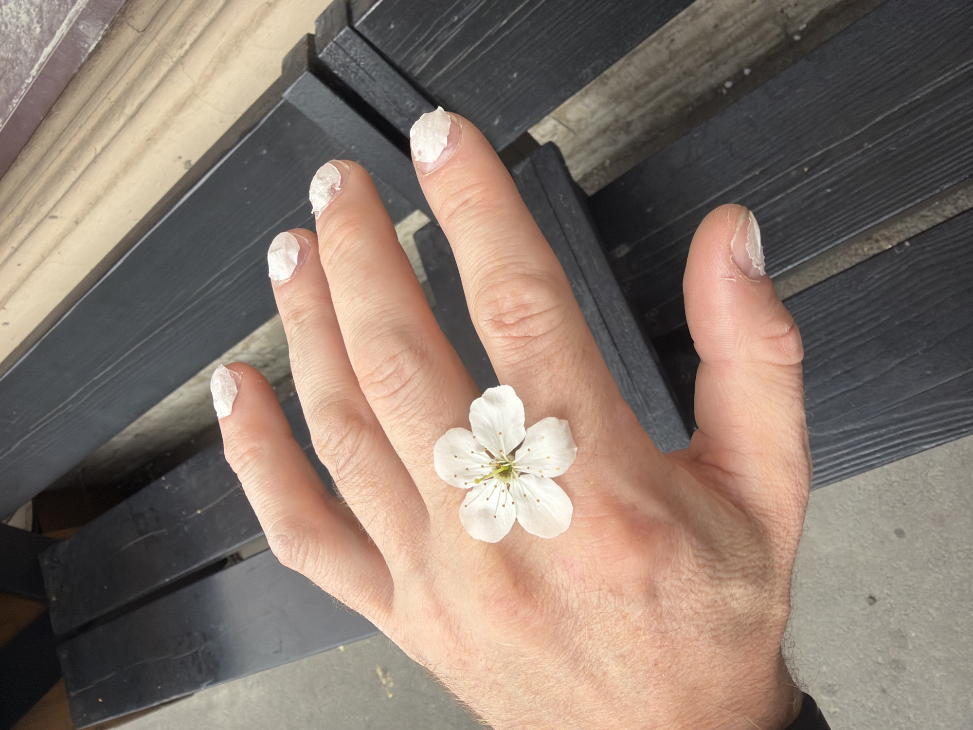 A human hand rests on a dark-stained wooden bench, adorned with a five-petaled white flower nestled between the fingers. The fingernails have been painted with an uneven, thick coat of white. The environment appears to be an outdoor setting, with a gray concrete surface visible in the lower right corner. The location is Saint Petersburg, Russia.