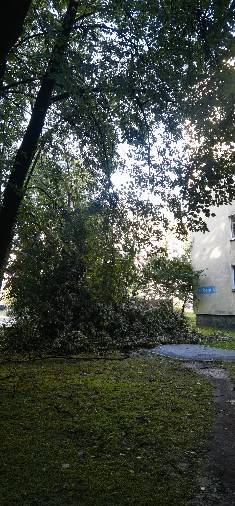 A fallen tree lies across a patch of mossy ground and a paved walkway in front of a light-colored apartment building in Homyel, Belarus. The tree's branches and foliage are spread out, obscuring much of the ground and walkway. The building, which appears to be at least three stories tall, has windows and a blue street sign that reads "ул. Кожара 4" (Kozhara Street 4). Sunlight filters through the leaves of the remaining trees, casting dappled shadows. The scene suggests a recent storm or natural event has damaged the tree.