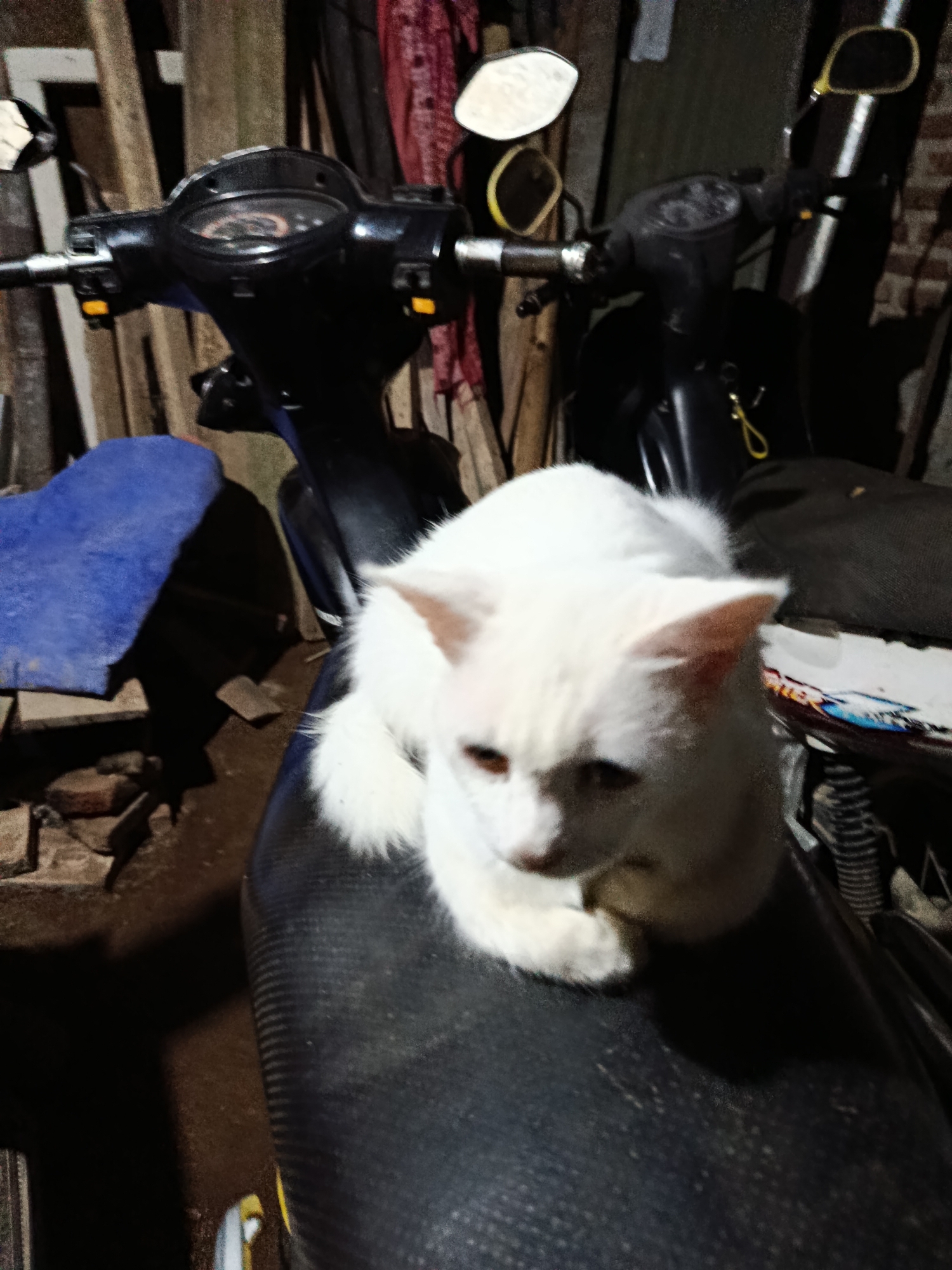 A white cat is perched on the seat of a black motorcycle. The motorcycle is parked in what appears to be an outdoor, possibly rural, setting. In the background, there are wooden planks, some fabric, and a brick wall. The scene is dimly lit, suggesting it might be evening or a sheltered area. The cat is facing the camera, with its front paws tucked underneath its body. The motorcycle's handlebars and dashboard are visible in the foreground.