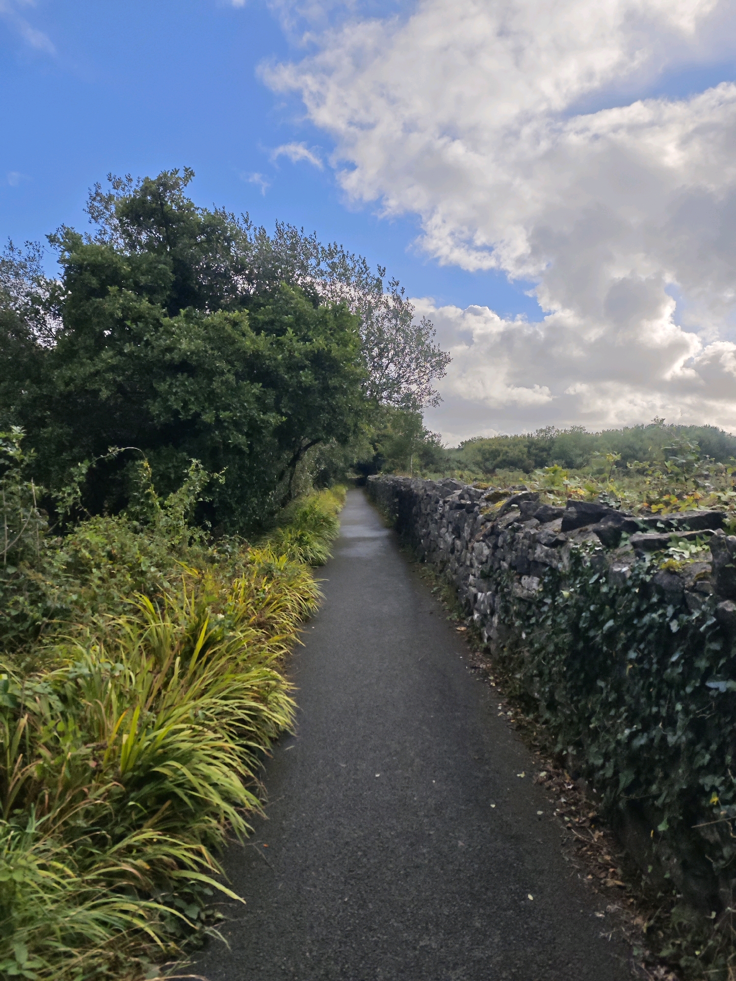 The image depicts a paved pathway winding through a natural environment. On the left side of the path, lush green foliage, including tall, grassy plants with yellow and green blades, dominates the foreground. Further back, a dense canopy of mature green trees forms a wall of vegetation. To the right of the pathway, a traditional dry stone wall constructed of rough-hewn grey stones stretches into the distance. This wall is partially covered in dark green ivy. Beyond the stone wall, a field of low-lying green vegetation and trees can be seen stretching towards the horizon. The sky above is a mixture of blue sky and dramatic, white, fluffy clouds, suggesting a partially overcast day. The pathway appears to be wet, possibly from recent rain. The scene evokes a sense of a rural or semi-rural setting. This scene is likely located in or around Oughterard, Ireland, given the characteristic dry stone walls and abundant greenery common to the region. There are no people or animals visible in the image.