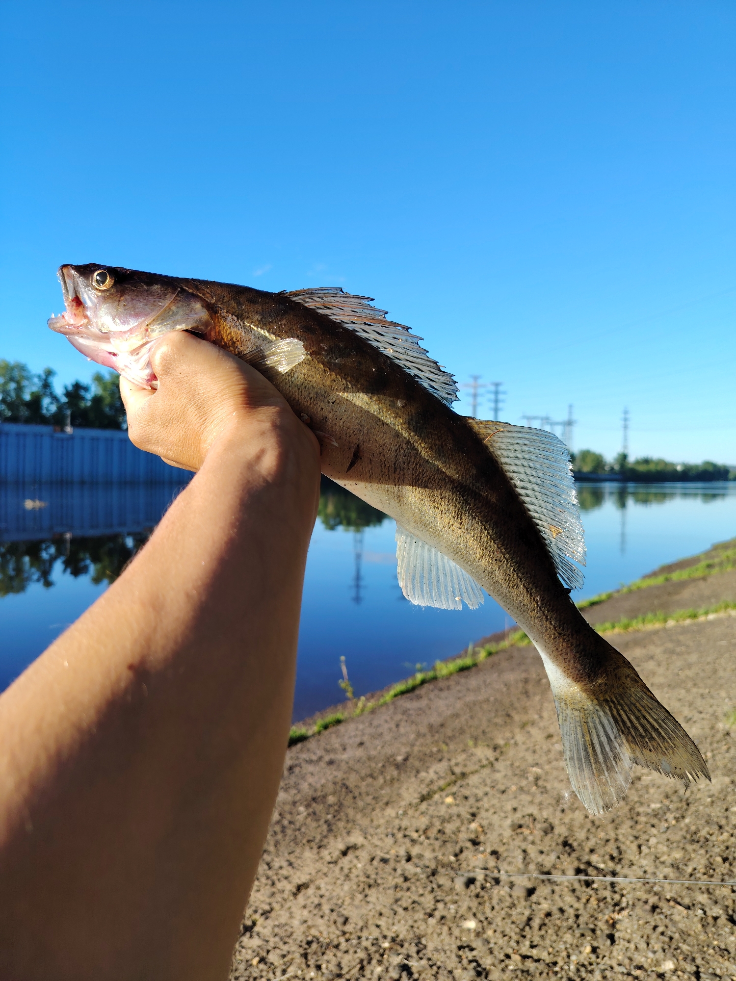 An individual holds a freshly caught fish, a walleye or zander, with its mouth agape, displaying sharp teeth, against a clear blue sky. The fish is positioned centrally in the frame, held by a hand and forearm visible in the lower left and center. The fish exhibits a dark dorsal side with a lighter ventral side and distinctive vertical stripes.
In the background, a wide, calm body of water, likely the Kama River, reflects the sky and surrounding trees. The riverbank is visible, with a concrete embankment on the left and a sloped, dirt-and-gravel bank on the right, lined with sparse green vegetation. In the distance, power lines and transmission towers are silhouetted against the sky, indicating an urban or industrial presence near the natural landscape. The overall scene suggests a recreational fishing activity taking place on the outskirts of Chaikovsky, Russia, a city known for its proximity to the Kama River and hydroelectric power station. The lighting suggests it is daytime, with the sun casting minimal shadows, indicating possibly midday or early morning.