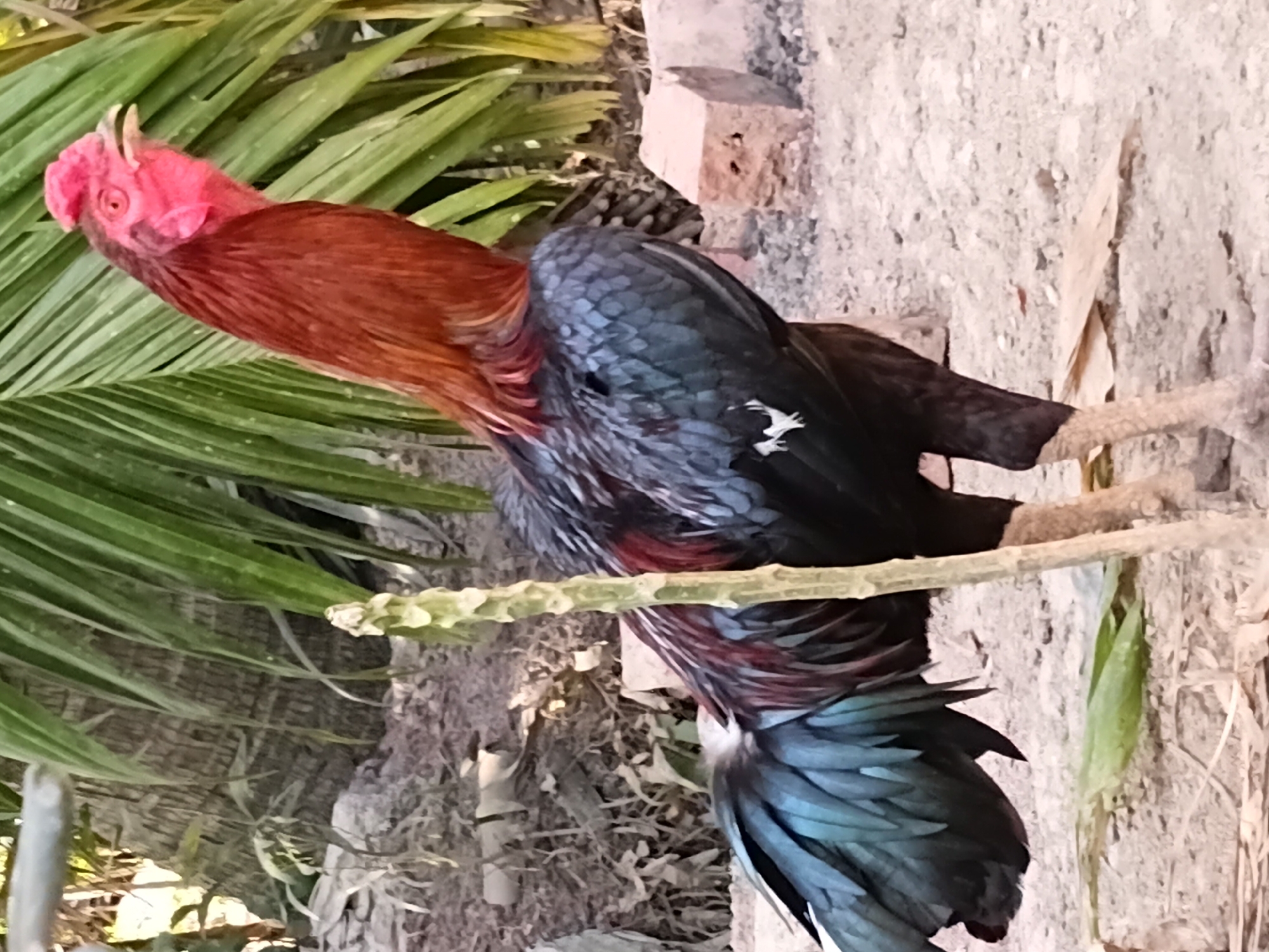 A rooster stands in a dirt area, its plumage a mix of deep red, black, and iridescent blue-green. Its comb and wattles are bright red, and its beak is partially open. The rooster is positioned to the right of center, with a green plant stalk in the foreground partially obscuring its body. In the background, palm fronds are visible, along with some rough, greyish-brown brick-like objects. The ground is covered in dirt and small stones. The scene appears to be outdoors in a rural or semi-rural setting, possibly in Margo Rukun, Indonesia, given the presence of palm trees and the general environment. There are no people or discernible human activity in the image.