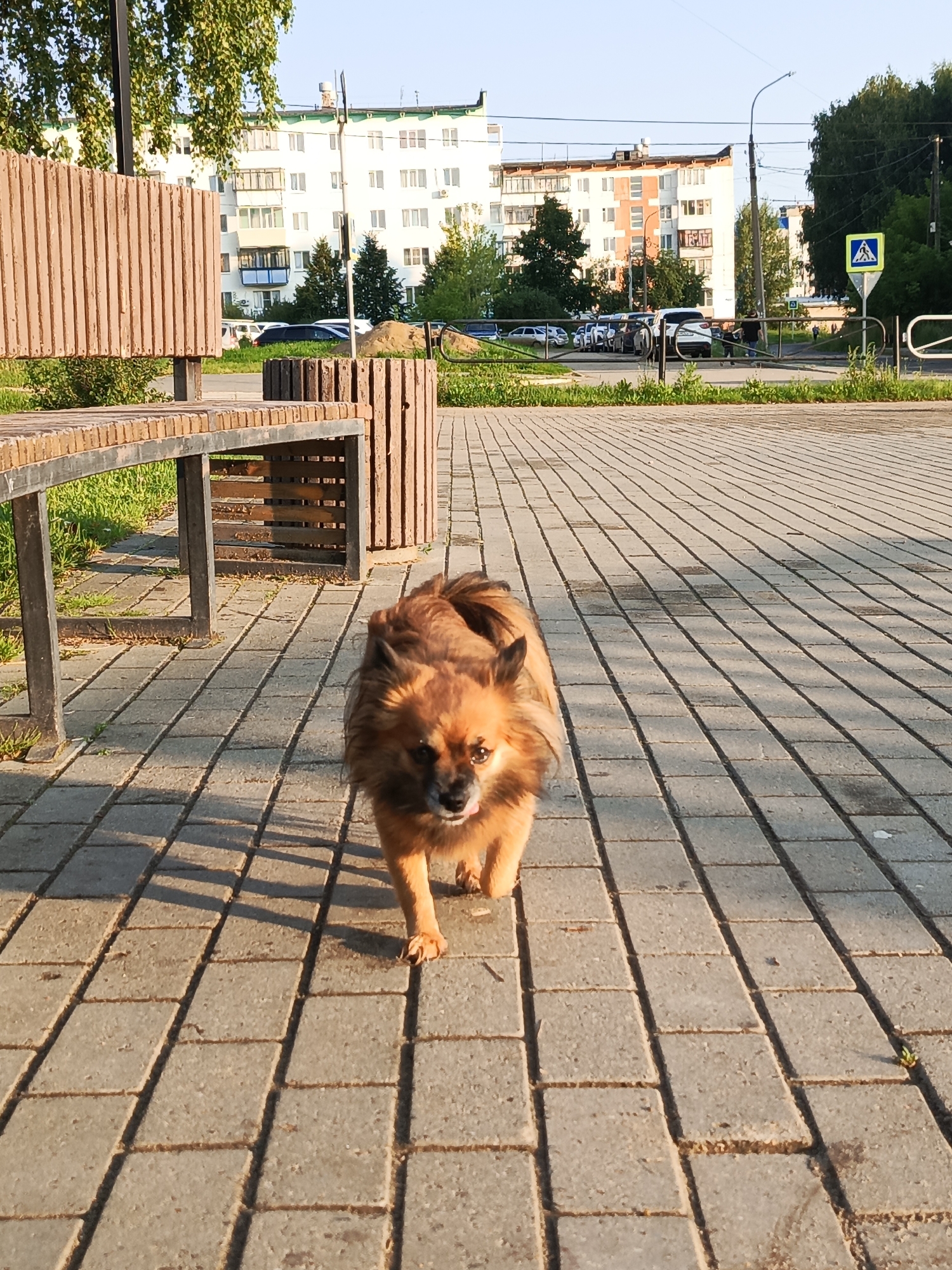 A medium shot shows a small, brown, fluffy dog with its tongue out, walking towards the camera on a paved sidewalk. The dog has dark ears and eyes, and its fur is long and slightly tousled. The sidewalk is made of rectangular gray pavers. To the left of the dog, a wooden bench with metal supports is visible, with green grass and foliage behind it. In the background, there are several multi-story apartment buildings, trees, a street with parked cars, a pedestrian crossing sign, and a lamppost. The scene appears to be in a residential area within the city of Chaikovsky, Russia, likely during a sunny day, as indicated by the shadows cast by the dog and bench.
