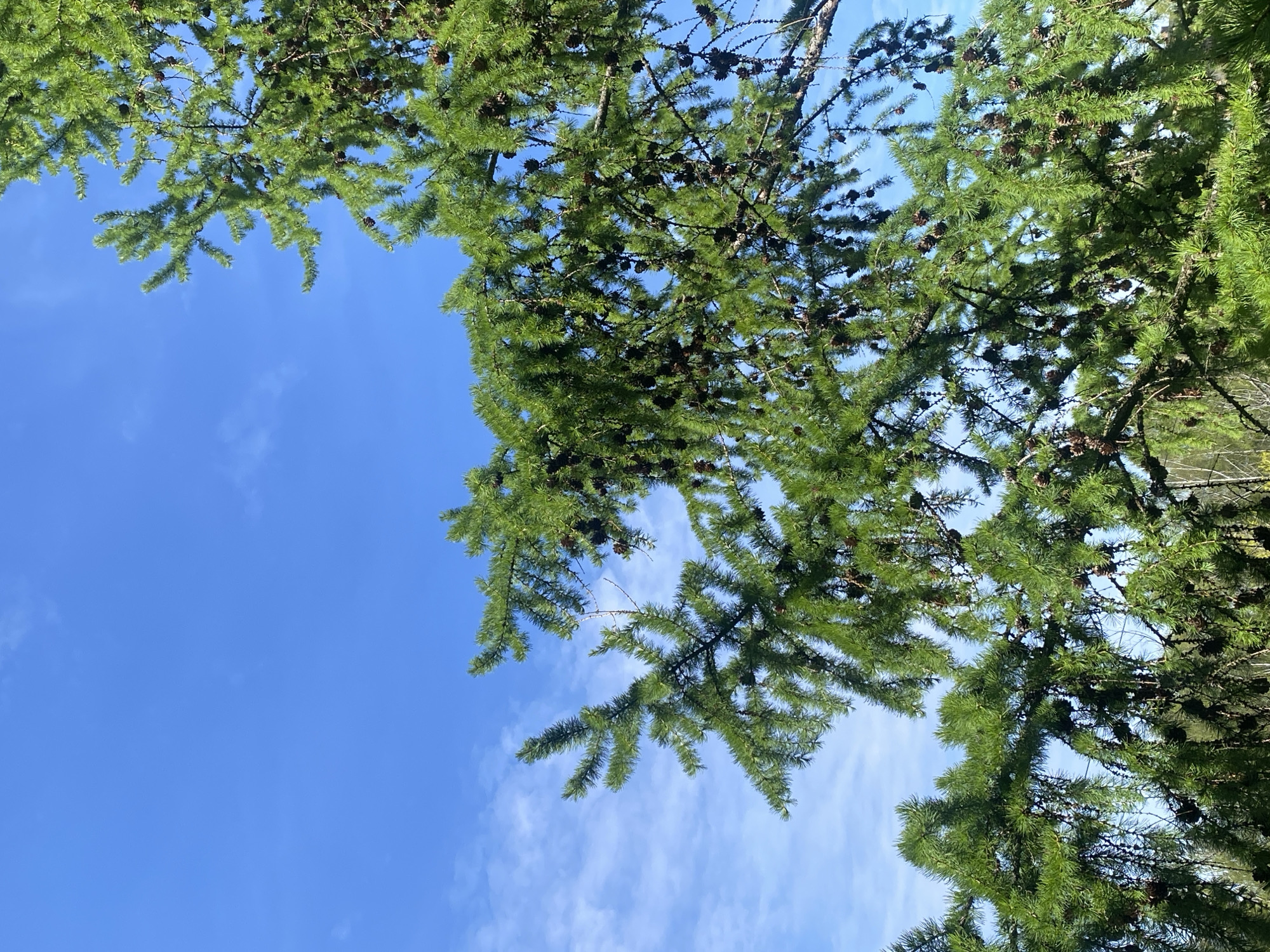 The image depicts a view looking up into the branches of a coniferous tree, possibly a larch, against a clear blue sky with wispy clouds. The tree branches are laden with small cones. The location is unknown.