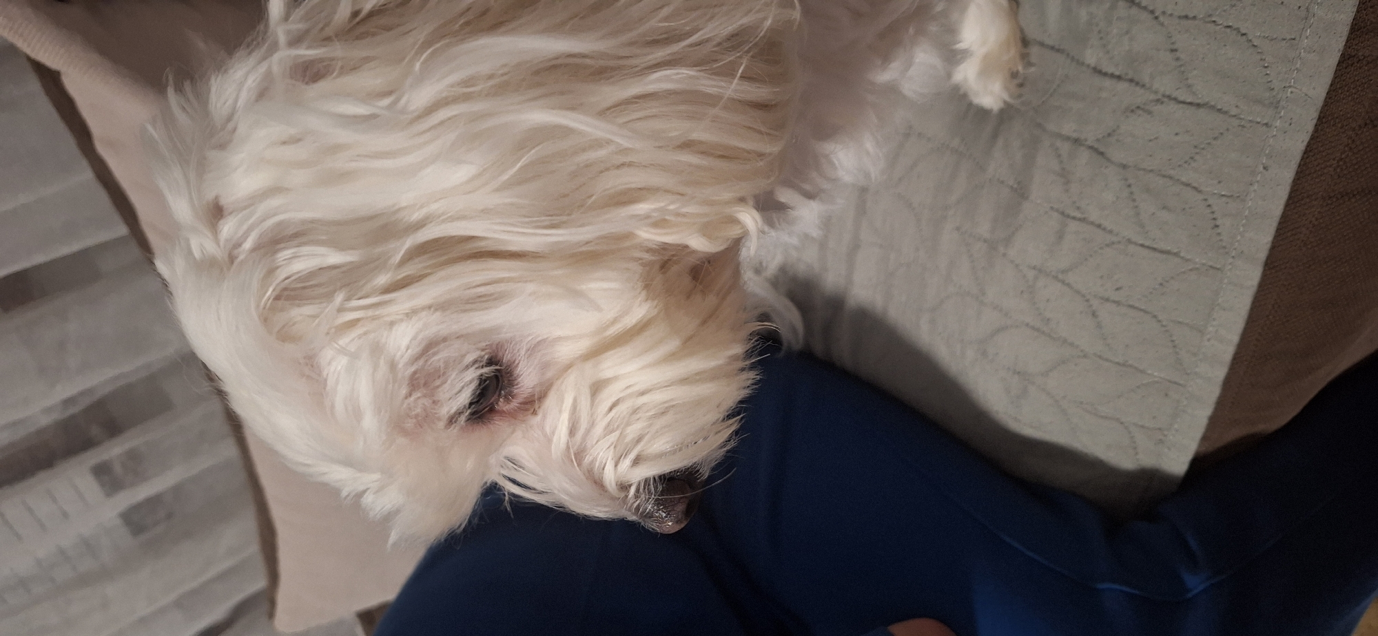 A small, white, long-haired dog is lying on a quilted, pale green cushion, which rests on a brown pillow. The dog is partially on a person's lap, which is covered in blue fabric. The image is taken from a slightly elevated, close-up perspective. The dog's face is visible, with one eye clearly seen, along with its nose. No identifying information or landmarks are visible to place the location in Blagoevgrad, Bulgaria, or any other city.