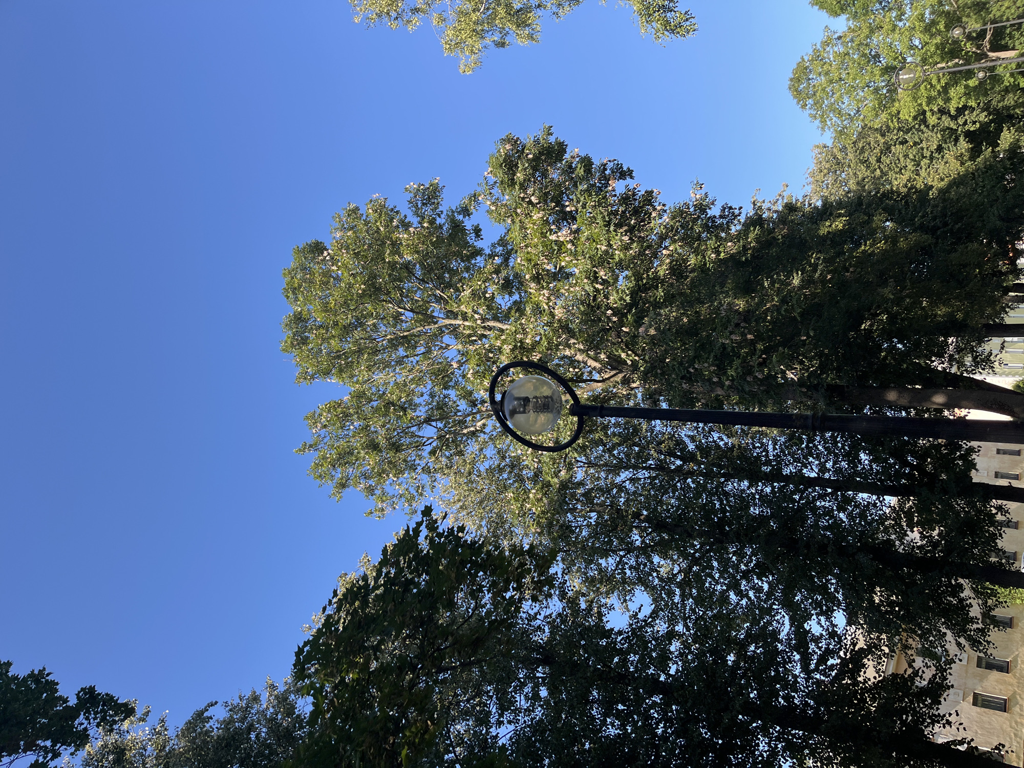 A wide-angle, low-angle outdoor shot captures a clear blue sky and the tops of several lush green trees. In the foreground, a black lamppost with a round, glass lantern stands to the right of center. The lantern appears to have a visible light bulb inside. Behind the lamppost, a large tree with abundant green leaves and clusters of light-colored blossoms dominates the upper-middle portion of the frame. To the left, another dense tree with dark green leaves is partially visible. Further in the background, a light-colored building with multiple windows can be seen peeking through the trees. The scene suggests a park or street lined with mature trees, likely within Kohtla-Järve linn, Estonia.