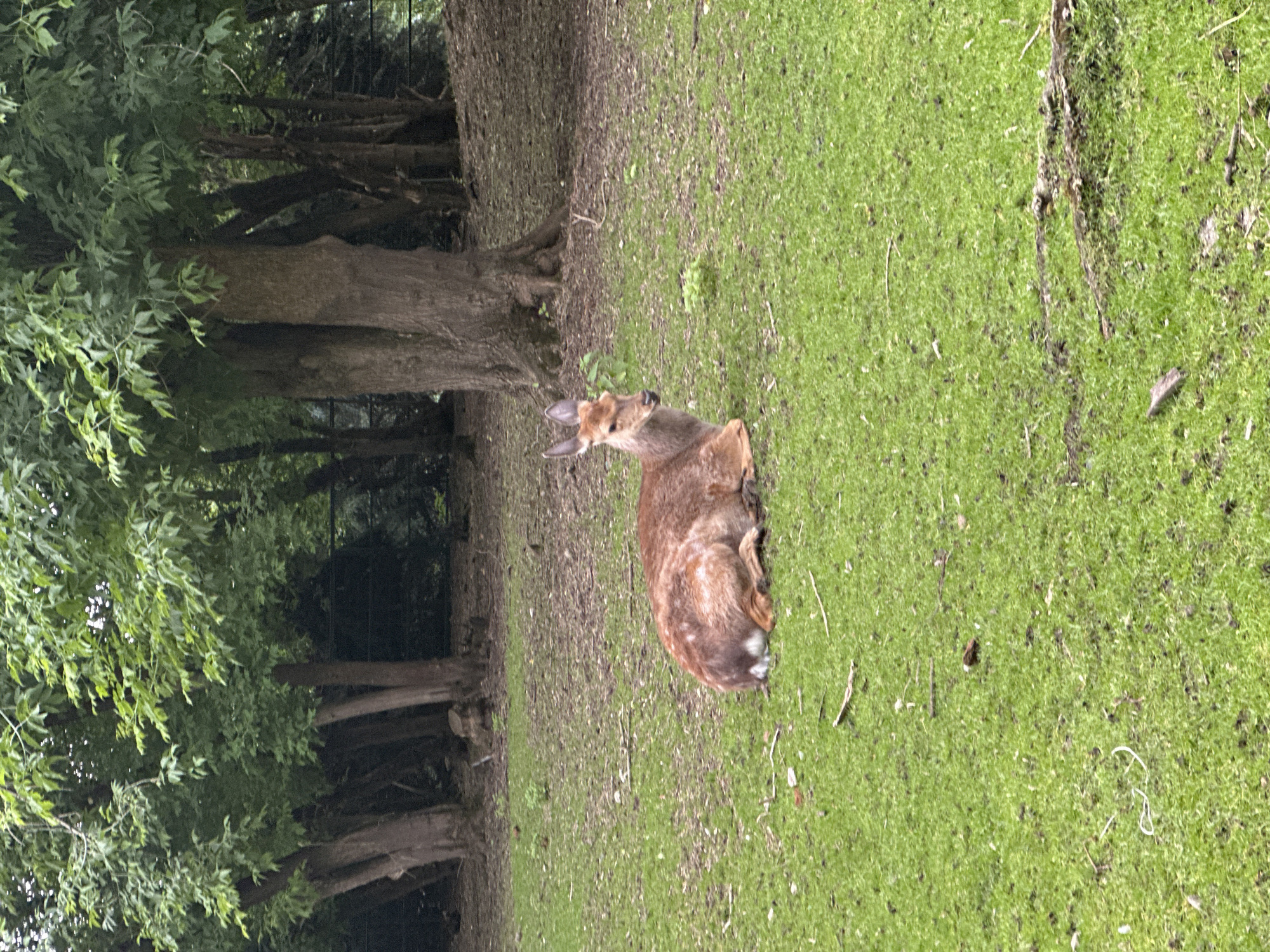 A Sika deer is lying on the grass in front of a line of trees. The deer is brown with white spots on its back and has a white tail. Its head is turned to the left, and it is looking at the camera. The grass is green and somewhat patchy, with some dry leaves and twigs scattered on it. The trees in the background are tall and leafy, with thick trunks. The scene appears to be in a park or wooded area, likely in Moscow, Russia, given the provided context. There are no people or other animals visible in the image. The lighting suggests it is daytime, possibly overcast.