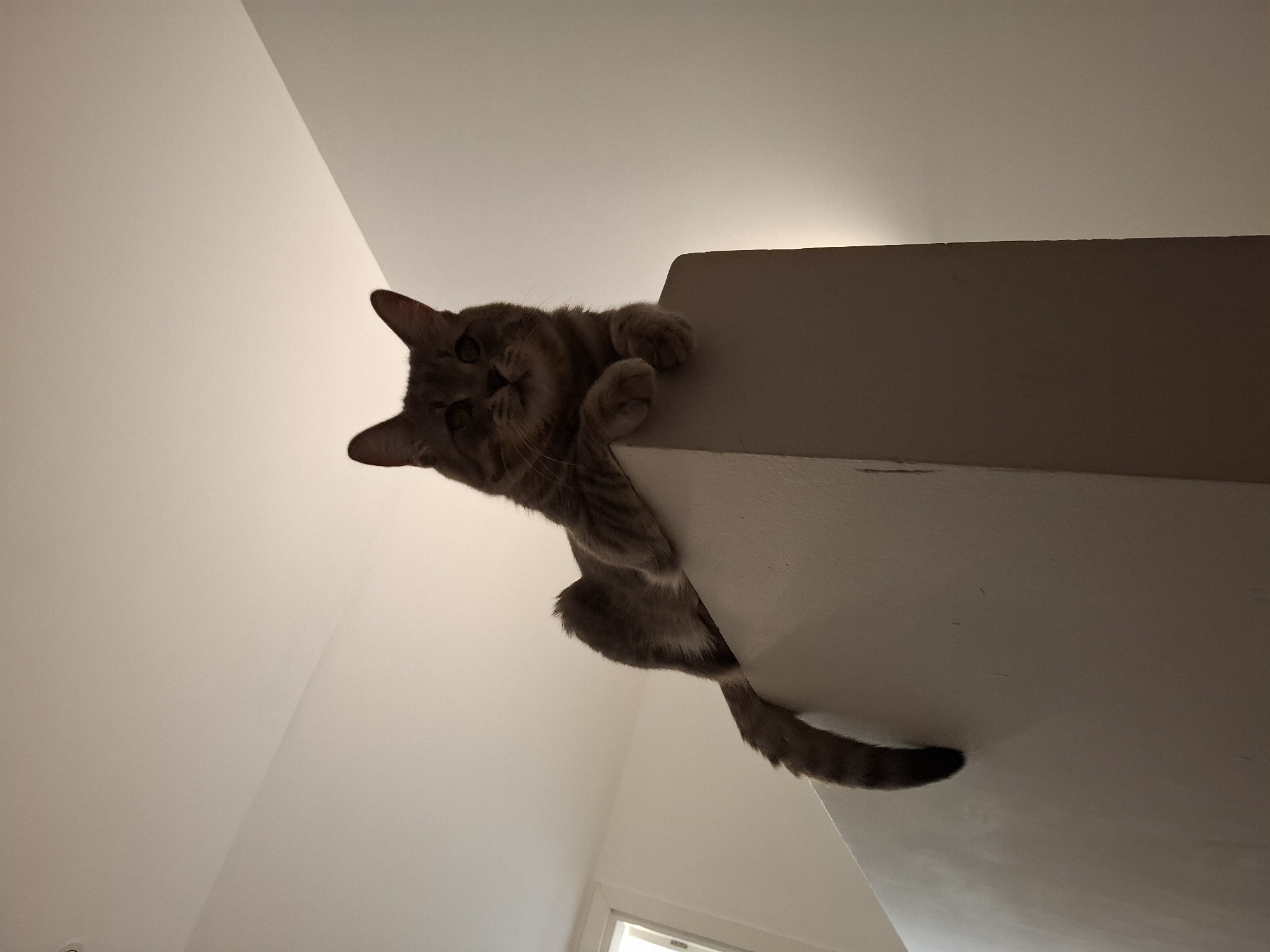 A gray tabby cat is perched on top of a white wall. The cat is facing forward, with its paws resting on the edge of the wall. Its tail hangs down the side of the wall. The background is a plain, light-colored wall and ceiling, with a faint light source visible to the right. There are no people or other animals in the image. The scene appears to be indoors. The specific location within Zemun Urban Municipality, Serbia, cannot be determined from the image alone.