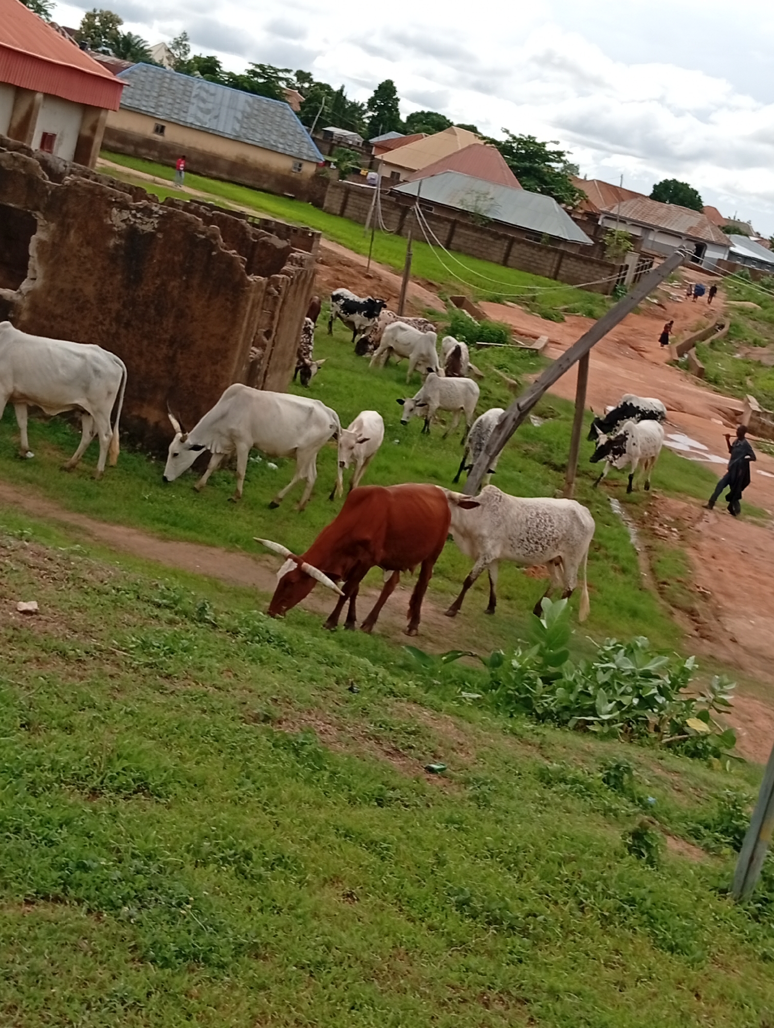 The image depicts an outdoor scene in Jalingo, Nigeria, with a collection of cattle grazing on a grassy hillside. In the background, several buildings with pitched roofs are visible, suggesting a semi-urban or rural residential area. The architecture of the buildings, with their corrugated metal and tiled roofs, is characteristic of the region. A partially constructed or dilapidated building is also present in the foreground, adding to the sense of everyday life.
Several people are scattered throughout the scene. Two individuals, appearing to be children, are walking along a dirt path in the middle ground. Further in the distance, near the buildings, a person in a red shirt is standing. Another person, dressed in dark clothing and holding a stick, is walking on the right side of the frame, interacting with the cattle. The cattle themselves are diverse, with some being white, others brown, and a few with black and white markings. Some of the cattle have distinct long horns, typical of certain breeds found in Africa.
The weather appears to be overcast, with a cloudy sky visible at the top of the image, suggesting it might be a humid day common in tropical regions. The time of day is difficult to determine precisely due to the overcast conditions, but it is likely daytime. The overall mood of the image is one of tranquility and daily life, with the cattle grazing peacefully and people going about their routines. There is no visible text in the image.