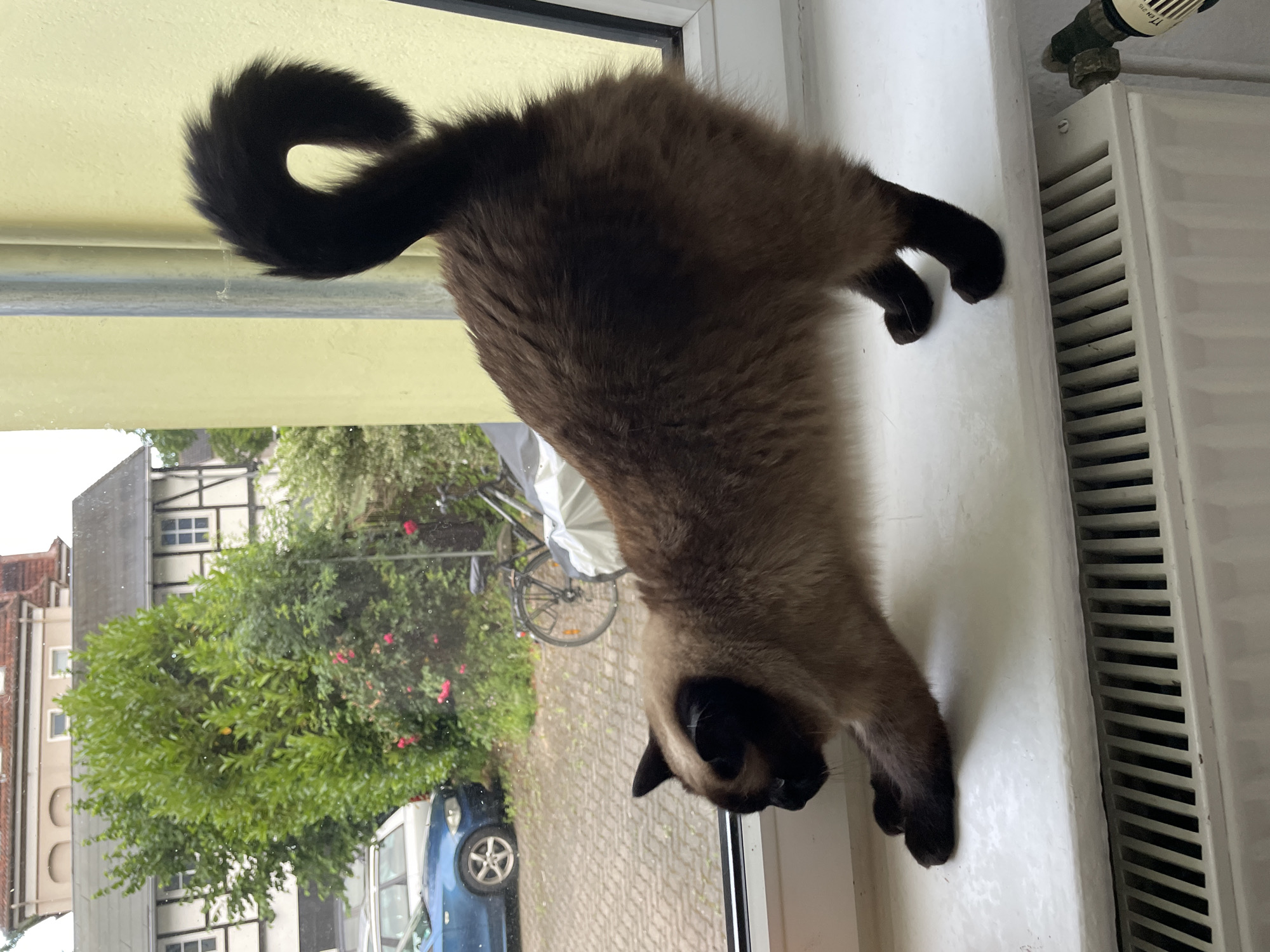 A Siamese cat is stretching on a windowsill, its body elongated, front paws reaching forward and hind legs extended back. The cat has dark points on its ears, face, and paws. Its tail is curled upwards. Outside the window, a residential building with white and timber-framed sections is visible, along with green trees, a blue car, and a bicycle. The windowsill is white, and a radiator with vertical slats is below it. The background wall of the room is painted yellow.