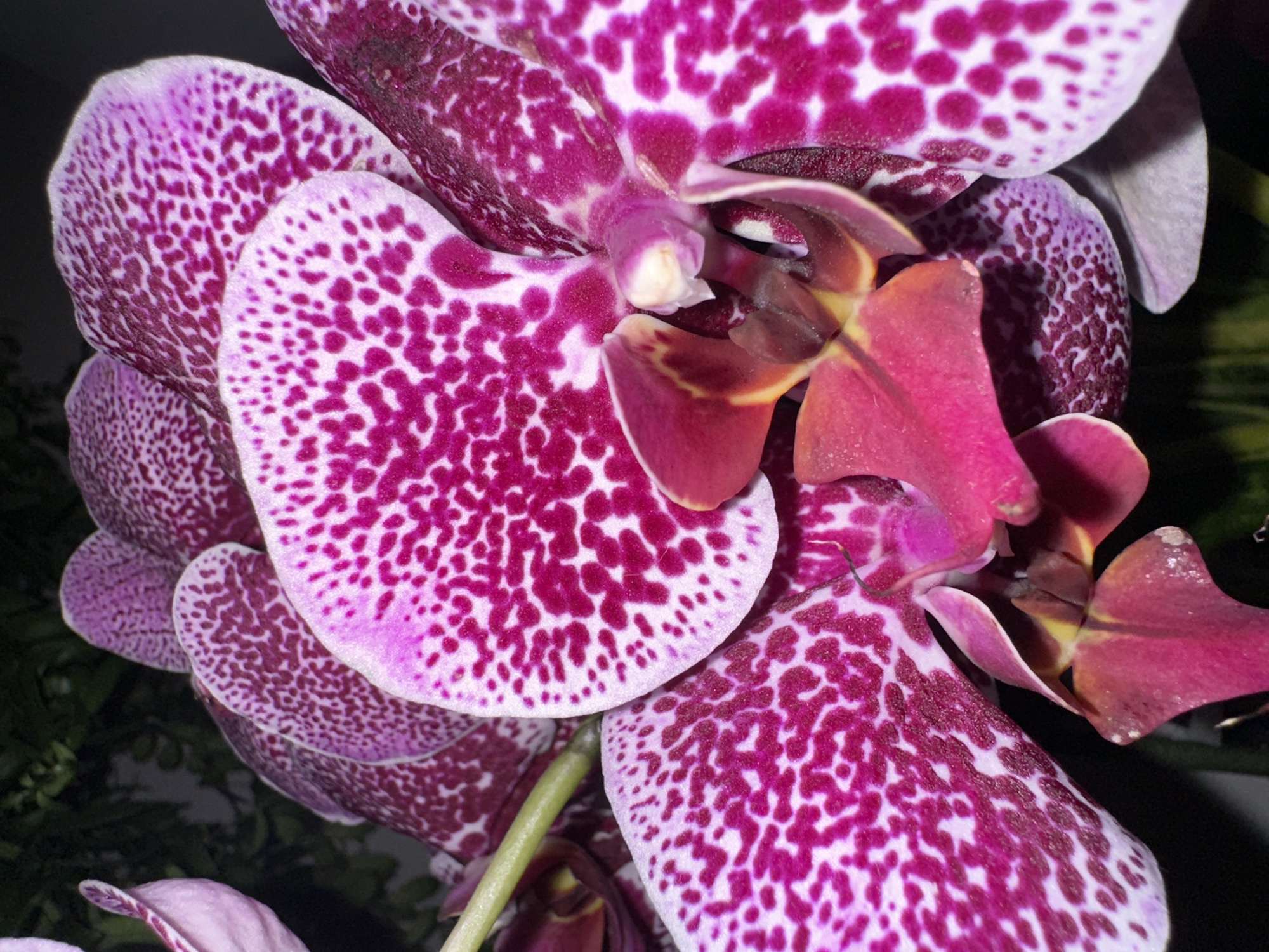 The image is a close-up, eye-level shot of several Phalaenopsis orchid blooms, likely taken outdoors in Anduze, France, given the context. The orchids feature prominent pink and white speckled petals, with a deep magenta center. One orchid stem is visible on the left. The background is dark and out of focus, suggesting a natural or dimly lit setting. There are no people or other subjects present in the image.