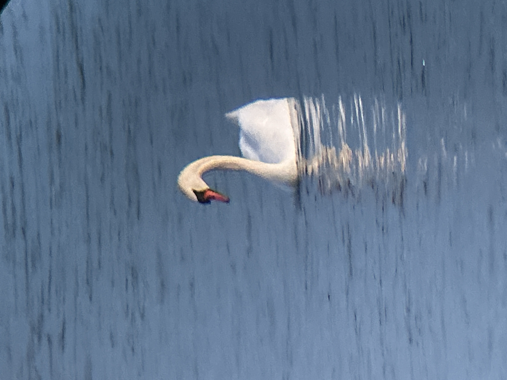 A white swan with a black and orange beak swims in calm blue water. The swan's neck is curved. The water reflects the light. The image is taken from a slightly elevated perspective.