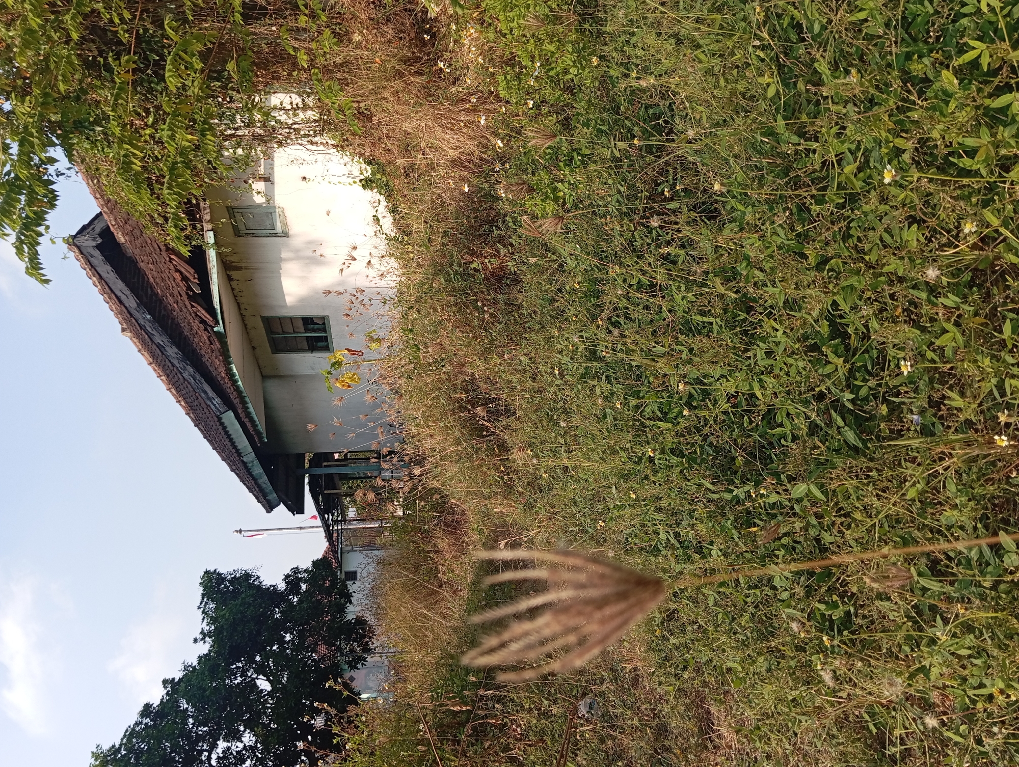 This image depicts an outdoor scene with a simple, weathered house situated amidst overgrown vegetation. The house, likely a residential structure, is painted white and features a terracotta tile roof that appears somewhat damaged and aged. Two windows are visible on the side of the house, one of which is partially obscured by greenery. The surrounding area is a riot of wild grasses and small flowering plants, with some taller trees and bushes creating a natural, untamed landscape. A flagpole with a red and white flag, possibly the Indonesian flag, stands to the left of the house. The lighting suggests it is daytime, likely morning or late afternoon, with a clear blue sky overhead. The overall impression is one of a rural or semi-rural setting that has been left to grow wild, possibly indicating a neglected or rustic property in the city of Pandaan, Indonesia.