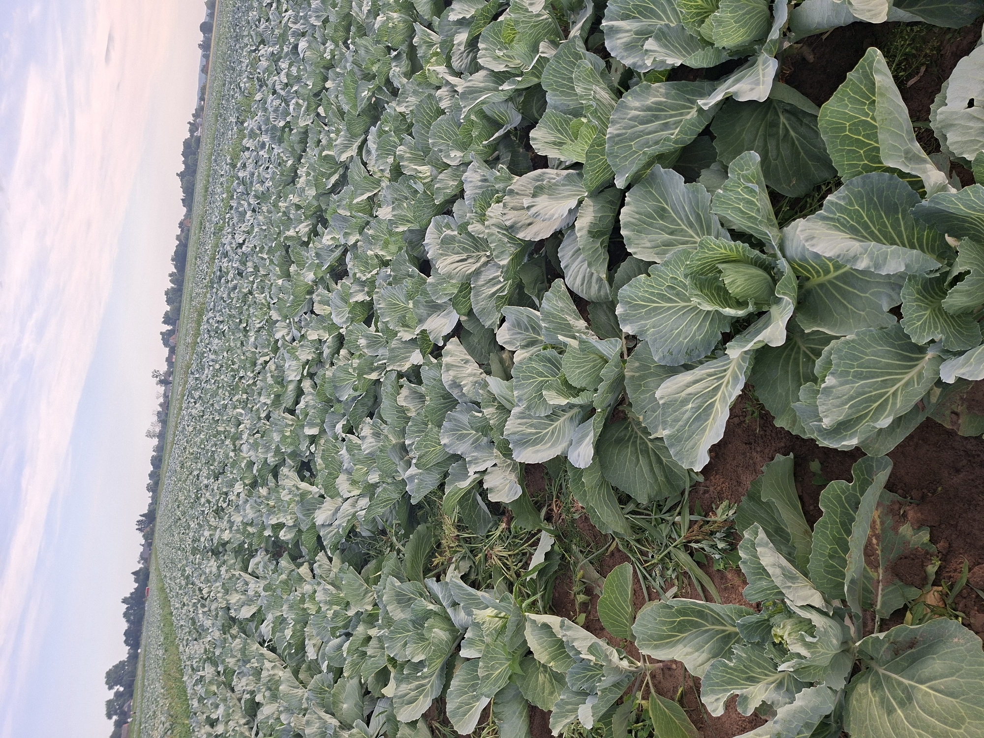 An outdoor, eye-level, vertical, medium shot captures a vast field of cabbage under a pale sky with wispy clouds. The foreground is dominated by tightly packed rows of young cabbage plants, their large, light green leaves unfurling towards the viewer. The soil between the plants is dark brown, with some scattered weeds and debris. The field recedes into the distance, creating a sense of depth, with more rows of cabbage stretching towards a faint horizon. In the far distance, a line of trees and a few buildings are visible, suggesting a rural or agricultural setting. The lighting is soft and diffused, indicative of early morning or late afternoon, casting gentle shadows.