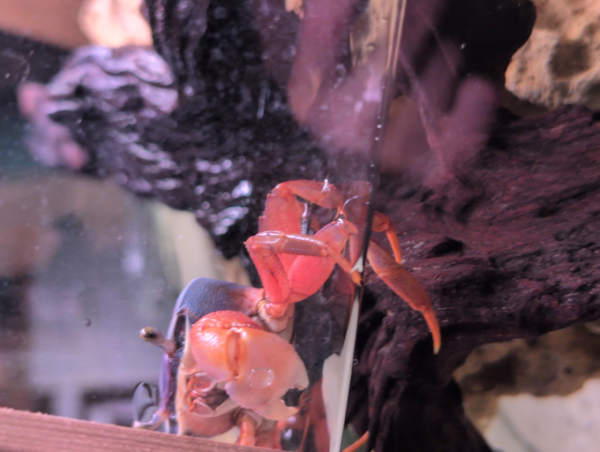 This is a close-up, slightly blurry photograph of a red crab inside a glass enclosure, likely an aquarium. The crab is positioned on a dark, textured surface that appears to be submerged in water, indicated by reflections on the glass and the wet appearance of the crab's legs and claws. The crab's body is primarily orange-red, with darker blue or purple accents on its carapace. It has large, prominent claws, one of which is raised. The background is out of focus, showing indistinct dark and purple shapes, possibly other aquarium decorations or plants, and a lighter, out-of-focus area that might be the surrounding environment. There is no visible context linking this image to Saint Petersburg, Russia.