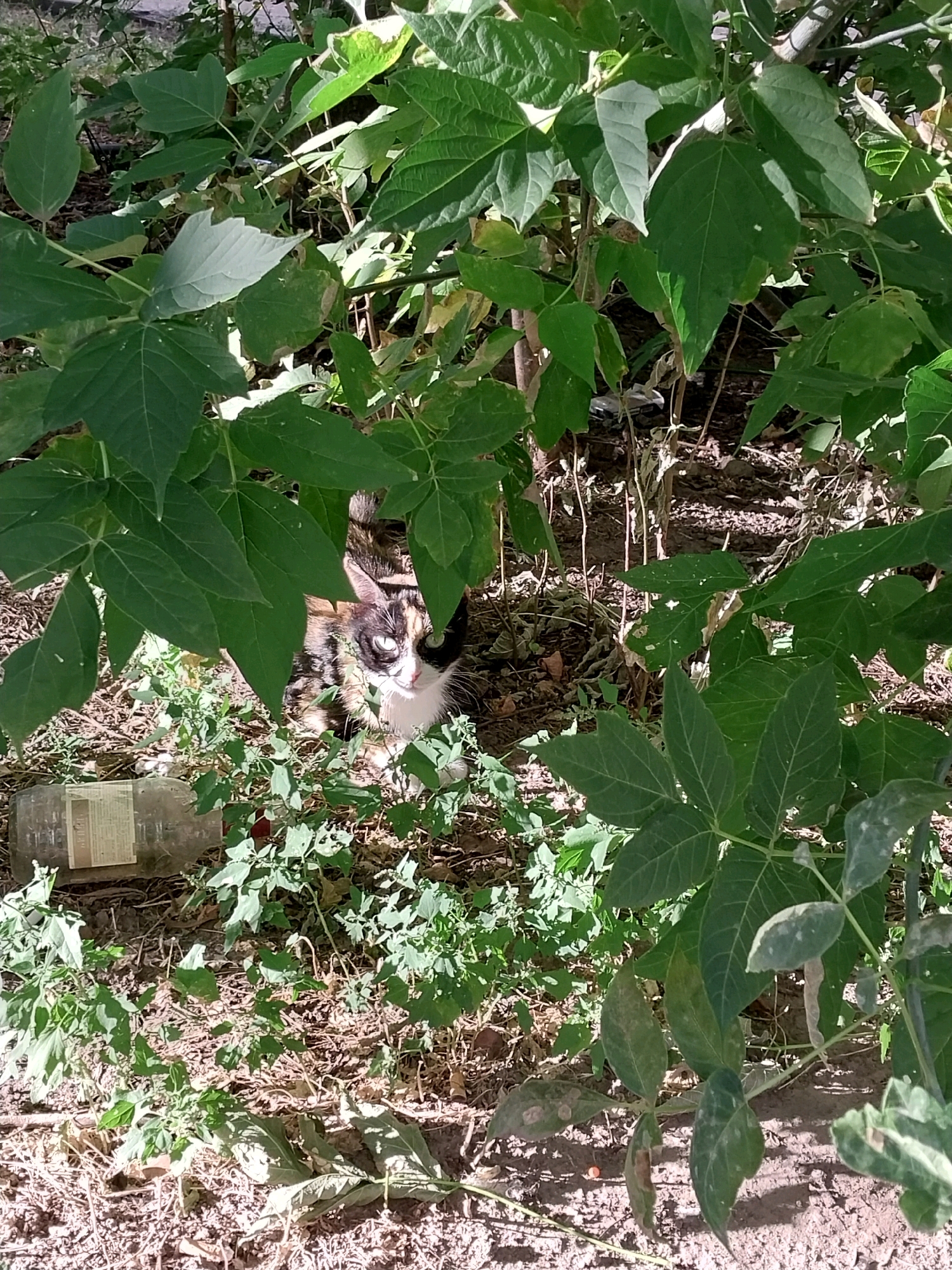 A tortoiseshell cat is partially hidden amongst dense green foliage and dry ground cover. The cat's face is visible, with one green eye and one partially closed eye, along with white markings on its chin and nose. It appears to be looking slightly to its right. A discarded clear plastic bottle with a label is visible in the lower left corner of the frame. The scene appears to be an outdoor, unkempt area, possibly a neglected urban space or backyard. The presence of dense greenery and dry, loose soil suggests a natural or semi-natural environment. There is no discernible architectural detail to confirm a specific location within Dnipro, Ukraine, but the overgrown vegetation and discarded item are consistent with an urban fringe or neglected urban area. The lighting suggests it is daytime, with shadows cast by the leaves.