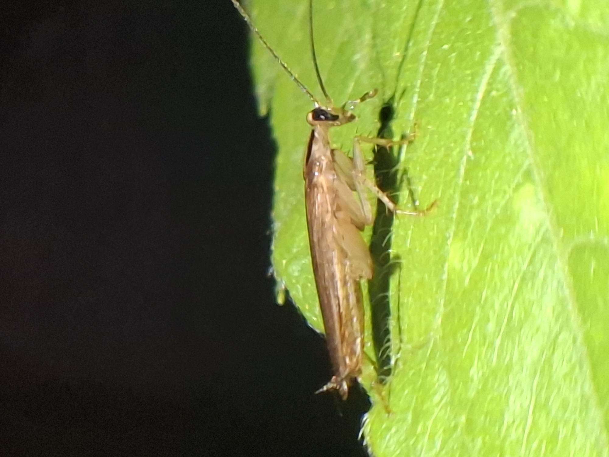 A brown, long-bodied insect with long antennae clings to a green leaf. The location is unknown, and the photo does not provide information to identify the city of Lhokseumawe, Indonesia.