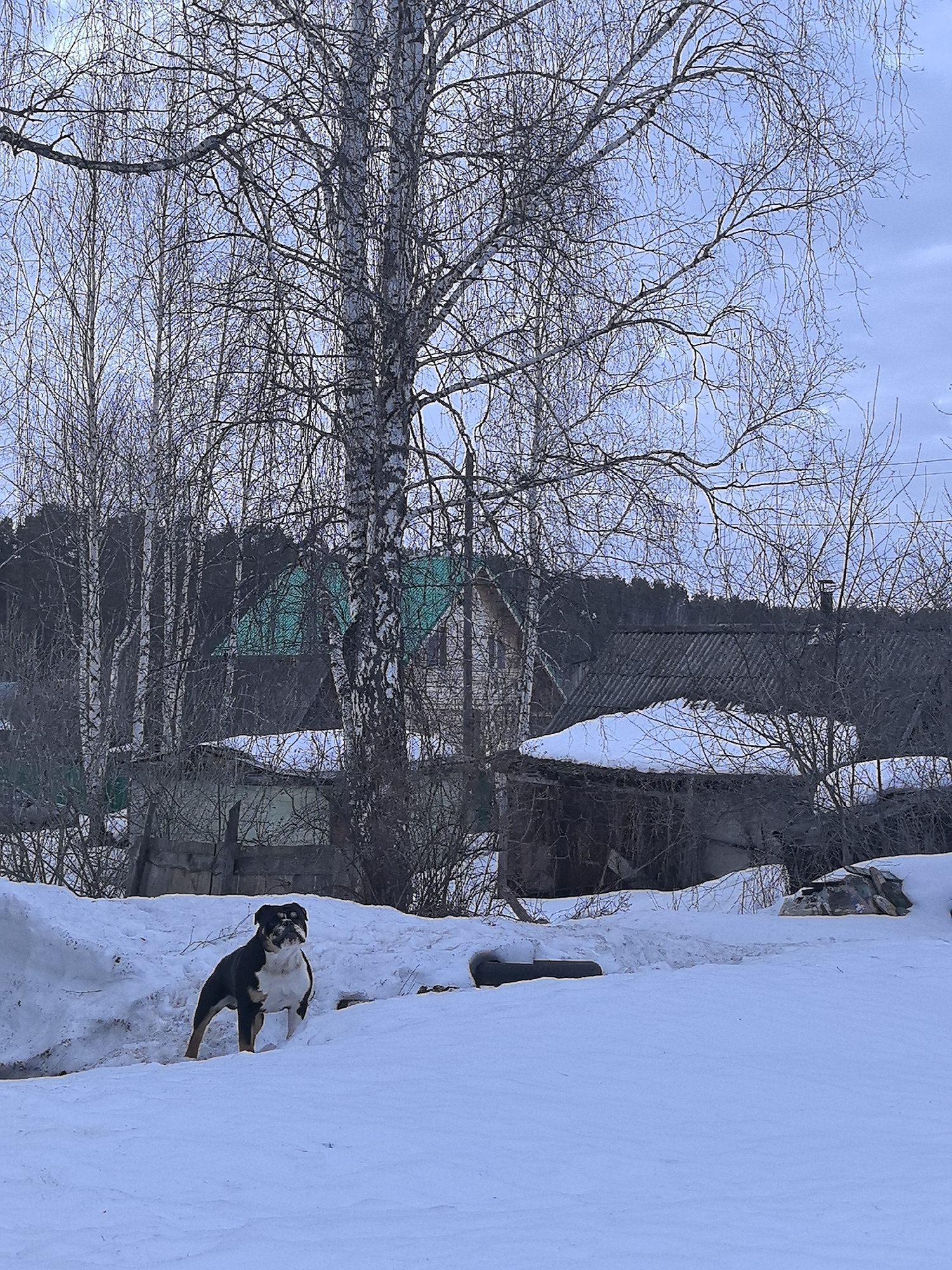 The image depicts a winter scene in Noviy, Russia, under a light blue, cloudy sky. A tricolor bulldog-type dog, predominantly black and white with tan markings on its face and legs, stands facing slightly right towards the viewer on a snowdrift in the lower-center of the frame. The ground is covered by deep, white snow with visible drifts. In the background, numerous bare deciduous trees, primarily birch trees with characteristic white and black bark, stand sparsely. Through these trees, several structures are visible: one house features a distinct green gable roof, while another has a dark, corrugated or tiled roof partially covered in snow, with a visible chimney. A dense line of dark evergreen forest forms the distant horizon. To the right of the dog, an elongated dark object and a cluster of snow-covered rocks or debris are present on the snow.