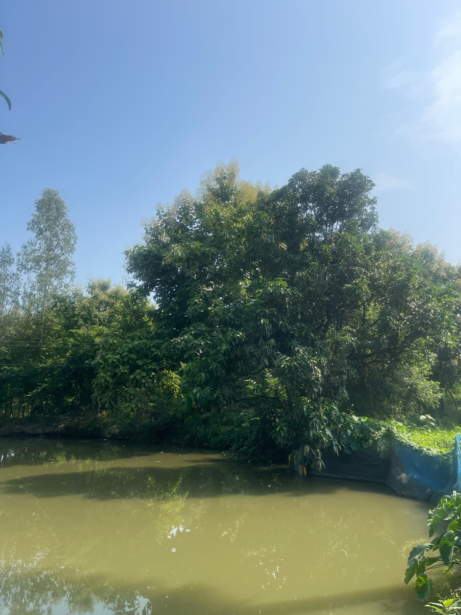 This is a photograph of a body of water with lush green foliage and trees lining its edge. The water is murky green and reflects the surrounding trees and the bright blue sky. On the right side of the image, a blue net is visible, partially submerged in the water and extending up the bank, suggesting some form of aquaculture or fish farming. The trees are dense, with a mix of tall, slender trees and larger, more established ones covered in leaves. Some trees appear to be flowering, with lighter-colored blooms visible amongst the green foliage. The sky is clear and bright, indicating a sunny day. The scene suggests a rural or semi-rural environment, possibly a pond or natural water body in or near Bojhi, India. There are no people visible in the image. The overall impression is one of natural beauty and a tranquil, perhaps functional, outdoor setting.